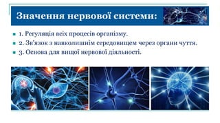 Значення нервової системи:
 1. Регуляція всіх процесів організму.
 2. Зв'язок з навколишнім середовищем через органи чуття.
 3. Основа для вищої нервової діяльності.
 