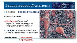 Будова нервової системи:
 в основі → нервова тканина
склад тканини:
1. Нейрони ("зірочки")
нервові клітини → генерують
і передають нервові імпульси.
2. Нейроглія - допоміжні клітини
(опора, захист і живлення нейронів)
властивості: 1. збудливість
2. провідність
 