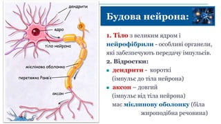 Будова нейрона:
1. Тіло з великим ядром і
нейрофібрили - особливі органели,
які забезпечують передачу імпульсів.
2. Відростки:
 дендрити - короткі
(імпульс до тіла нейрона)
 аксон – довгий
(імпульс від тіла нейрона)
має мієлинову оболонку (біла
жироподібна речовина)
тіло нейрона
ядро
дендрити
аксон
мієлінова оболонка
перетяжка Ранв’є
 