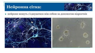 Нейронна сітка:
 нейрони можуть з’єднуватися між собою за допомогою відростків
 