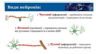 Види нейронів:
1. Чутливі (аферентні) – приймають сигнали
від рецепторів і передають їх до мозку
2. Вставні (проміжні) – отримують сигнали
від чутливих і передають їх в межах ЦНС
3. Рухові (аферентні) – передають
відповідь до робочого органу
 