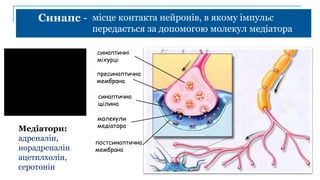 Синапс -
пресинаптична
мембрана
постсинаптична
мембрана
синаптична
щілина
синаптичні
міхурці
молекули
медіатора
місце контакта нейронів, в якому імпульс
передається за допомогою молекул медіатора
Медіатори:
адреналін,
норадреналін
ацетилхолін,
серотонін
 