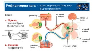Рефлекторна дуга - шлях нервового імпульсу
під час рефлексу
рецептор
чутливий
нейрон
вставний
нейрон
спинний
мозок
головний
мозок
руховий нейрон
робочий
орган
види:
1. Проста
має 2 нейрона
(без вставного)
2. Складна
має 3 нейрона
 