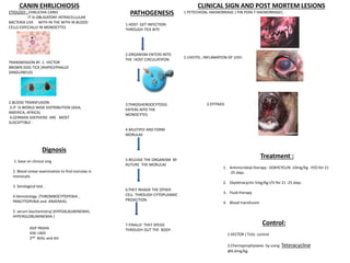 CANIN EHRLICHIOSIS
ETIOLOGY : EHRLICHIA CANIS
IT IS OBLIGATORY INTRACELLULAR
BACTERIA LIVE WITH IN THE WITH IN BLOOD
CELLS ESPECIALLY IN MONOCYTES
TRANSMISSION BY :1. VECTOR
BROWN DOG TICK (RHIPICEPHALUS
SANGUINEUS)
2.BLOOD TRANSFUSION.
3.IT IS WORLD WIDE DISTRIBUTION (ASIA,
AMERICA, AFRICA)
4.GERMAN SHEPHERD ARE MOST
SUSCEPTIBLE .
PATHOGENESIS
1.HOST GET INFECTION
THROUGH TICK BITE
2.ORGANISM ENTERS INTO
THE HOST CIRCULATIPON
3.THROGHENDOCYTOSIS
ENTERS INTO THE
MONOCYTES
4.MULTIPLY AND FORM
MORULAE
5.RELEASE THE ORGANISM BY
RUTURE THE MORULAE
6.THEY INVADE THE OTHER
CELL THROUGH CYTOPLASMIC
PROJECTION
7.FINALLY THEY SPEAD
THROUGH OUT THE BODY .
Dignosis
1. base on clinical sing
2. Blood smear examination to find morulae in
monocyte.
3. Serological test .
4.Hemotology (THROMBOCYTOPENIA ,
PANCYTOPENIA and ANAEMIA).
5. serum biochemistry( (HYPOALBUMINEMIA,
HYPERGLOBUMINEMIA )
CLINICAL SIGN AND POST MORTEM LESIONS
1.PETECHIOAL HAEMORRAGE ( PIN POIN T HAEMORRAGE) .
2.UVEITIS ; INFLAMATION OF UVEI.
Treatment :
1. Antimicrobial therapy : DOXYCYCLIN -10mg/Kg -P/O-for 21
-25 days.
2. Oxytetracyclin-5mg/Kg-I/V-for 21 -25 days.
3. Fluid therapy
4. Blood transfusion
Control:
1.VECTOR ( Tick) control
2.Chemoprophylaxixs by using Teteracycline
@6.6mg/kg.
ASIF PASHA
VSK-1405
2ND BVSc and AH
3.EPITAXIS
 