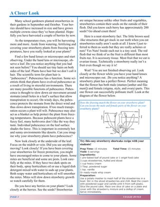 A Closer Look 
Many school gardeners planted strawberries in 
their gardens in September and October. Your ber-ries 
should have increased in size and have grown 
multiple crowns since they’ve been planted. Hope-fully 
you have harvested a couple of berries by now. 
As the temperature rises, you will be harvesting 
more and more. Aside from watering, fertilizing and 
covering your strawberry plants from freezing tem-peratures, 
have you really looked at your plants? 
Find a few hand lenses or microscopes and start 
observing. Under the hand lens or microscope, ob-serve 
a leaf. Do you notice anything that you had 
not seen before? You should see tiny hairs on both 
sides of the leaf. Plants have hair but we don’t call it 
hair. The scientific term for plant hair is 
“pubescence”. Pubescence has a function. Some sci-entists 
think that plants have evolved pubescence as 
a result of living in stressful environments. There 
are many possible functions of pubescence. Pubes-cence 
is thought to slow down air movement around 
stomata (small holes in a leaf’s surface that allow 
transpiration to occur). On windy days, the pubes-cence 
protects the stomata from the direct wind and 
thus slows down transpiration. If too much transpi-ration 
occurs a plant will wilt. Pubescence may also 
act as a blanket as help protect the plant from freez-ing 
temperatures. Because pubescent plants have a 
fuzzy feel, many herbivores don’t like the way they 
taste. Individual pubescence on the leaf surface 
shades the leave. This is important in extremely hot 
and sunny environments like deserts. Can you imag-ine 
why your strawberry plants have pubescence? 
Now look closely at the underside of the leaf. 
Focus on the midrib or vein. Did you see anything 
moving? Look closely! If you have been covering 
your strawberries for freeze protection, you might 
have encouraged mites to come to your plants. Some 
mites are beneficial and some are pests. Look care-fully 
at the mites. If they have two dark spots on 
their body, spray horticulture oil or use a liquid dish 
detergent mixed with water to suds up your plants. 
Both soapy water and horticulture oil will smoother 
the mites. Mites will slow down strawberry growth 
so watch carefully for them. 
Do you have any berries on your plants? Look 
closely at the berries. See the seeds? Strawberries 
are unique because unlike other fruits and vegetables, 
strawberries contain their seeds on the outside of their 
flesh. Did you know each berry has approximately 200 
seeds? Go ahead count them! 
Here is a neat strawberry fact. The little brown seed 
-like structures that get stuck in our teeth when you eat 
strawberries really aren’t seeds at all. I know I just re-ferred 
to them as seeds but they are really achenes or 
nuts! Yes Nuts! Inside each nut is a tiny seed. The red 
flesh that we think of as the fruit is different than most 
fruits too. It is accessory tissue. Most fruit that we eat is 
ovarian tissue. Technically a strawberry really isn’t a 
fruit even though we say it is! 
Wait! You are not finished observing yet. Look 
closely at the flower while you have your hand lenses 
and microscopes out. .Do you notice anything? A 
strawberry plant has a perfect flower. Perfect meaning 
that the flower has both male (stamen [anther and fila-ment]) 
and female (stigma, style, and ovary) parts. This 
one flower can successfully pollinate itself. Look at the 
diagram of the flower below. 
Does the drawing match the flower on your strawberry plant? 
Can you locate the male and female parts of the flower on your 
strawberry plants? 
Try this easy strawberry shortcake recipe with your 
students! 
Prep Time: 15 minutes Total Time: 15 minutes 
Yield: 6 servings 
Ingredients: 
1 pre-baked loaf of pound cake or 1 angel food cake 
3 cups strawberries, hulled and sliced 
1 cup heavy cream 
3 Tbsp. powdered sugar 
1 tsp. vanilla 
Or ready-made whip cream 
Preparation: 
Use a potato masher to mash half of the strawberries in a 
bowl. Stir in the sliced strawberries and chill. Beat the cream 
with powdered sugar and vanilla until it from soft peaks. 
Slice the pound cake. Place one slice of cake on a plate and 
cover with the strawberry mixture and a dollop of cream. 
Serve immediately. 
PAGE 3 VEGGIE BYTES 
 