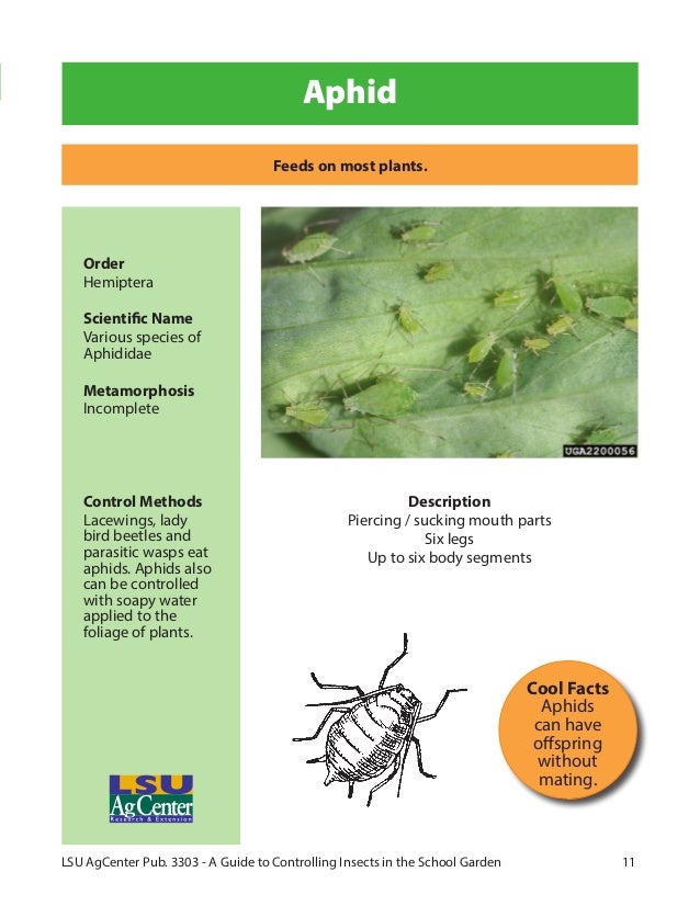 A Guide to Controlling Insects in Louisiana School Gardens