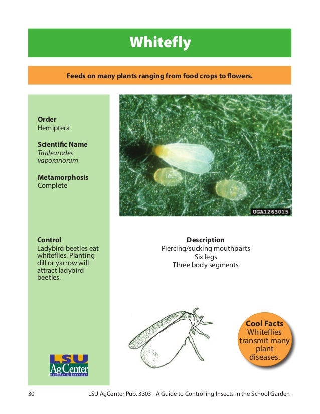 A Guide to Controlling Insects in Louisiana School Gardens