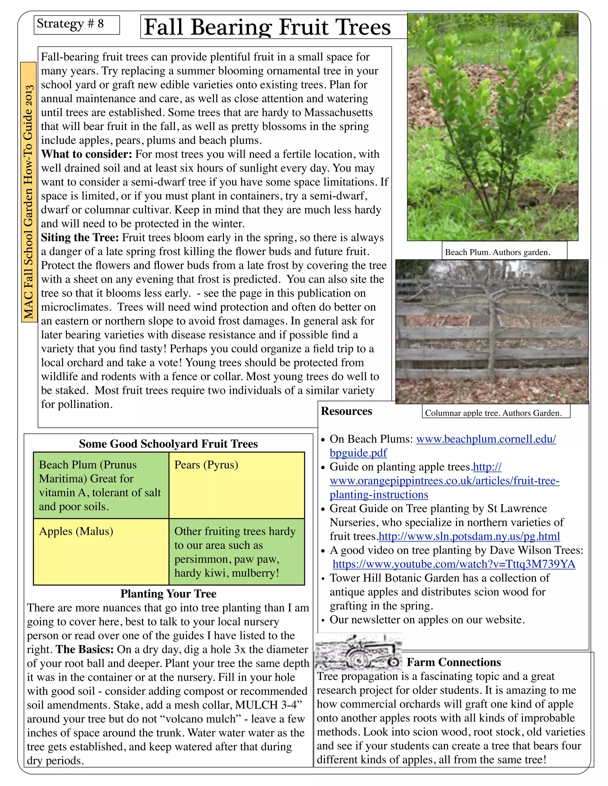 Fall Bearing Fruit Trees 
Fall-bearing fruit trees can provide plentiful fruit in a small space for 
many years. Try replacing a summer blooming ornamental tree in your 
school yard or graft new edible varieties onto existing trees. Plan for 
annual maintenance and care, as well as close attention and watering 
until trees are established. Some trees that are hardy to Massachusetts 
that will bear fruit in the fall, as well as pretty blossoms in the spring 
include apples, pears, plums and beach plums. 
What to consider: For most trees you will need a fertile location, with 
well drained soil and at least six hours of sunlight every day. You may 
want to consider a semi-dwarf tree if you have some space limitations. If 
space is limited, or if you must plant in containers, try a semi-dwarf, 
dwarf or columnar cultivar. Keep in mind that they are much less hardy 
and will need to be protected in the winter. 
Siting the Tree: Fruit trees bloom early in the spring, so there is always 
a danger of a late spring frost killing the flower buds and future fruit. 
Protect the flowers and flower buds from a late frost by covering the tree 
with a sheet on any evening that frost is predicted. You can also site the 
tree so that it blooms less early. - see the page in this publication on 
microclimates. Trees will need wind protection and often do better on 
an eastern or northern slope to avoid frost damages. In general ask for 
later bearing varieties with disease resistance and if possible find a 
variety that you find tasty! Perhaps you could organize a field trip to a 
local orchard and take a vote! Young trees should be protected from 
wildlife and rodents with a fence or collar. Most young trees do well to 
be staked. Most fruit trees require two individuals of a similar variety 
for pollination. 
Some Good Schoolyard Fruit Trees 
Beach Plum (Prunus 
Maritima) Great for 
vitamin A, tolerant of salt 
and poor soils. 
Pears (Pyrus) 
Apples (Malus) Other fruiting trees hardy 
to our area such as 
persimmon, paw paw, 
hardy kiwi, mulberry! 
Planting Your Tree 
There are more nuances that go into tree planting than I am 
going to cover here, best to talk to your local nursery 
person or read over one of the guides I have listed to the 
right. The Basics: On a dry day, dig a hole 3x the diameter 
of your root ball and deeper. Plant your tree the same depth 
it was in the container or at the nursery. Fill in your hole 
with good soil - consider adding compost or recommended 
soil amendments. Stake, add a mesh collar, MULCH 3-4” 
around your tree but do not “volcano mulch” - leave a few 
inches of space around the trunk. Water water water as the 
tree gets established, and keep watered after that during 
dry periods. 
• On Beach Plums: www.beachplum.cornell.edu/ 
bpguide.pdf 
• Guide on planting apple trees.http:// 
www.orangepippintrees.co.uk/articles/fruit-tree-planting- 
instructions 
• Great Guide on Tree planting by St Lawrence 
Nurseries, who specialize in northern varieties of 
fruit trees.http://www.sln.potsdam.ny.us/pg.html 
• A good video on tree planting by Dave Wilson Trees: 
https://www.youtube.com/watch?v=Tttq3M739YA 
• Tower Hill Botanic Garden has a collection of 
antique apples and distributes scion wood for 
grafting in the spring. 
• Our newsletter on apples on our website. 
Farm Connections 
Resources 
Tree propagation is a fascinating topic and a great 
research project for older students. It is amazing to me 
how commercial orchards will graft one kind of apple 
onto another apples roots with all kinds of improbable 
methods. Look into scion wood, root stock, old varieties 
and see if your students can create a tree that bears four 
different kinds of apples, all from the same tree! 
Strategy # 8 
MAC Fall School Garden How-To Guide 2013 
Beach Plum. Authors garden. 
Columnar apple tree. Authors Garden. 
 