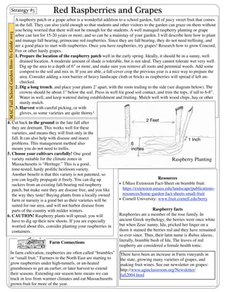 Red Raspberries and Grapes 
A raspberry patch or a grape arbor is a wonderful addition to a school garden, full of juicy sweet fruit that comes 
in the fall. They can also yield enough so that students and other visitors to the garden can graze on them without 
you being worried that there will not be enough for the students. A well managed raspberry planting or grape 
arbor can last for 15-20 years or more, and so can be a mainstay of your garden. I will describe here how to plant 
and manage fall bearing, primocane red raspberries. Since they are fall bearing, they do not need trellising, and 
are a good place to start with raspberries. Once you have raspberries, try grapes! Research how to grow Concord, 
Fox or other hardy grapes. 
1. Prepare the location of the raspberry patch well in the early spring. Ideally, it should be in a sunny, well 
drained location. A moderate amount of shade is tolerable, but is not ideal. They cannot tolerate wet very well. 
Dig up the area to a depth of 6” or more, and make sure you remove all roots and perennial weeds. Add some 
compost to the soil and mix in. If you are able, a fall cover crop the previous year is a nice way to prepare the 
area. Consider adding a root barrier of heavy landscape cloth or bricks as raspberries will spread if left un-checked. 
2. Dig a long trench, and place your plants 2’ apart, with the roots trailing to the side (see diagram below). The 
crowns should be about 1” below the soil. Press in well for good soil contact, and trim the tops, if tall to 6-8”. 
Water in well, and keep watered during establishment and fruiting. Mulch well with wood chips, hay or other 
sturdy mulch. 
3. Harvest with careful picking, or with 
gloves, as some varieties are quite thorny! 
4. Cut back to the ground in the late fall after 
they are dormant. This works well for these 
varieties, and means they will fruit only in the 
fall. It can also help with disease and insect 
problems. This management method also 
means you do not need to trellis. 
5. Choose your cultivars carefully! One good 
variety suitable for the climate zones in 
Massachusetts is “Heritage.” This is a good, 
time-tested, hardy prolific heirloom variety. 
Another benefit is that this variety is not patented, so 
you can legally propagate it freely. You can dig up 
suckers from an existing fall-bearing red raspberry 
patch, but make sure they are disease free, and you like 
the way they taste! Buying plants from a locally owned 
farm or nursery is a good bet as their varieties will be 
suited for our area, and will not harbor disease from 
parts of the country with milder winters. 
6. CAUTION! Raspberry plants will spread; you will 
have to dig up their new shoots. If you are especially 
worried about this, consider planting your raspberries in 
containers. 
Resources 
• UMass Extension Fact-Sheet on bramble fruit: 
https://extension.umass.edu/landscape/publications-resources/ 
home-garden-fact-sheets-small-fruit 
• Cornell University: www.fruit.cornell.edu/berry 
Raspberry facts 
Raspberries are a member of the rose family. In 
ancient Greek mythology, the berries were once white 
but when Zeus' nanny, Ida, pricked her finger on a 
thorn it stained the berries red and they have remained 
so ever since. Thus, their latin name is Rubus idaeus, 
literally, bramble bush of Ida. The leaves of red 
raspberry are considered a female health tonic. 
Strategy #5 
MAC Fall School Garden How-To Guide 2013 
Raspberry Planting 
2 Feet 
1 Inch 
Farm Connections 
In farm cultivation, raspberries are often called “brambles” 
or “small fruit.” Farmers in the North East are starting to 
grow raspberries under high-tunnels, or un-heated 
greenhouses to get an earlier, or later harvest to extend 
their seasons. Extending our season here means we can 
truck in less from warmer climates and eat Massachusetts 
grown fruit for more of the year. 
6 
inches 
There have been an increase in Farm vineyards in 
the state, growing many varieties of grapes, and 
making fruit wines. See our newsletter on grapes: 
http://www.aginclassroom.org/Newsletter/ 
fall2004.html 
 