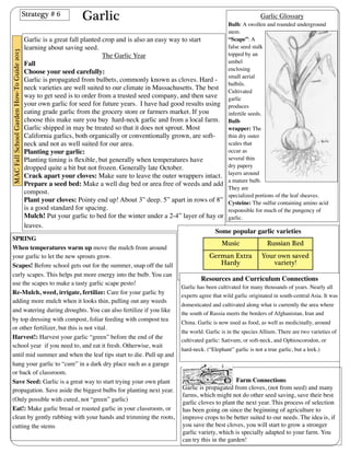 Garlic 
Strategy # 6 Garlic Glossary 
Garlic is a great fall planted crop and is also an easy way to start 
learning about saving seed. 
The Garlic Year 
Fall 
Choose your seed carefully: 
Garlic is propagated from bulbets, commonly known as cloves. Hard - 
neck varieties are well suited to our climate in Massachusetts. The best 
way to get seed is to order from a trusted seed company, and then save 
your own garlic for seed for future years. I have had good results using 
eating grade garlic from the grocery store or farmers market. If you 
choose this make sure you buy hard-neck garlic and from a local farm. 
Garlic shipped in may be treated so that it does not sprout. Most 
California garlics, both organically or conventionally grown, are soft-neck 
and not as well suited for our area. 
Planting your garlic: 
Planting timing is flexible, but generally when temperatures have 
dropped quite a bit but not frozen. Generally late October. 
Crack apart your cloves: Make sure to leave the outer wrappers intact. 
Prepare a seed bed: Make a well dug bed or area free of weeds and add 
compost. 
Plant your cloves: Pointy end up! About 3” deep. 5” apart in rows of 8” 
is a good standard for spacing. 
Mulch! Put your garlic to bed for the winter under a 2-4” layer of hay or 
leaves. 
Bulb: A swollen and rounded underground 
stem. 
“Scape”: A 
false seed stalk 
topped by an 
umbel 
enclosing 
small aerial 
bulbils. 
Cultivated 
garlic 
produces 
infertile seeds. 
Bulb 
wrapper: The 
thin dry outer 
scales that 
occur as 
several thin 
dry papery 
layers around 
a mature bulb. 
They are 
specialized portions of the leaf sheaves. 
Cysteine: The sulfur containing amino acid 
responsible for much of the pungency of 
garlic. 
Some popular garlic varieties 
Music Russian Red 
German Extra 
Hardy 
Your own saved 
variety! 
or tying together in bunches (garlic braids are tough with 
Resources and Curriculum Connections 
Garlic has been cultivated for many thousands of years. Nearly all 
experts agree that wild garlic originated in south-central Asia. It was 
domesticated and cultivated along what is currently the area where 
the south of Russia meets the borders of Afghanistan, Iran and 
China. Garlic is now used as food, as well as medicinally, around 
the world. Garlic is in the species Allium. There are two varieties of 
cultivated garlic: Sativum, or soft-neck, and Ophioscorodon, or 
hard-neck. (“Elephant” garlic is not a true garlic, but a leek.) 
Farm Connections 
Garlic is propagated from cloves, (not from seed) and many 
farms, which might not do other seed saving, save their best 
garlic cloves to plant the next year. This process of selection 
has been going on since the beginning of agriculture to 
improve crops to be better suited to our needs. The idea is, if 
you save the best cloves, you will start to grow a stronger 
garlic variety, which is specially adapted to your farm. You 
can try this in the garden! 
MAC Fall School Garden How-To Guide 2013 
SPRING 
When temperatures warm up move the mulch from around 
your garlic to let the new sprouts grow. 
Scapes! Before school gets out for the summer, snap off the tall 
curly scapes. This helps put more energy into the bulb. You can 
use the scapes to make a tasty garlic scape pesto! 
Re-Mulch, weed, irrigate, fertilize: Care for your garlic by 
adding more mulch when it looks thin, pulling out any weeds 
and watering during droughts. You can also fertilize if you like 
by top dressing with compost, foliar feeding with compost tea 
or other fertilizer, but this is not vital. 
Harvest!: Harvest your garlic “green” before the end of the 
school year if you need to, and eat it fresh. Otherwise, wait 
until mid summer and when the leaf tips start to die. Pull up and 
hang your garlic to “cure” in a dark dry place such as a garage 
or back of classroom. 
Save Seed: Garlic is a great way to start trying your own plant 
propagation. Save aside the biggest bulbs for planting next year. 
(Only possible with cured, not “green” garlic) 
Eat!: Make garlic bread or roasted garlic in your classroom, or 
clean by gently rubbing with your hands and trimming the roots, 
cutting the stems 
 