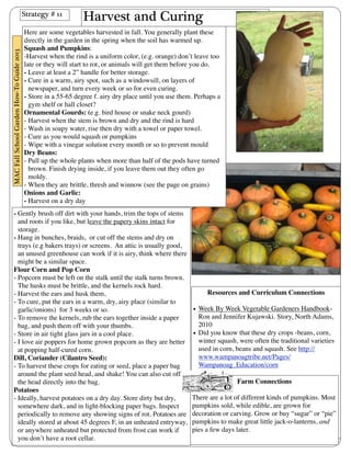 Harvest and Curing 
- Gently brush off dirt with your hands, trim the tops of stems 
and roots if you like, but leave the papery skins intact for 
storage. 
- Hang in bunches, braids, or cut off the stems and dry on 
trays (e.g bakers trays) or screens. An attic is usually good, 
an unused greenhouse can work if it is airy, think where there 
might be a similar space. 
Flour Corn and Pop Corn 
- Popcorn must be left on the stalk until the stalk turns brown. 
The husks must be brittle, and the kernels rock hard. 
- Harvest the ears and husk them, 
- To cure, put the ears in a warm, dry, airy place (similar to 
garlic/onions) for 3 weeks or so. 
- To remove the kernels, rub the ears together inside a paper 
bag, and push them off with your thumbs. 
- Store in air tight glass jars in a cool place. 
- I love air poppers for home grown popcorn as they are better 
at popping half-cured corn. 
Dill, Coriander (Cilantro Seed): 
- To harvest these crops for eating or seed, place a paper bag 
around the plant seed head, and shake! You can also cut off 
the head directly into the bag. 
Potatoes 
- Ideally, harvest potatoes on a dry day. Store dirty but dry, 
somewhere dark, and in light-blocking paper bags. Inspect 
periodically to remove any showing signs of rot. Potatoes are 
ideally stored at about 45 degrees F, in an unheated entryway, 
or anywhere unheated but protected from frost can work if 
you don’t have a root cellar. 
Resources and Curriculum Connections 
• Week By Week Vegetable Gardeners Handbook- 
Ron and Jennifer Kujawski. Story, North Adams, 
2010 
• Did you know that these dry crops -beans, corn, 
winter squash, were often the traditional varieties 
used in corn, beans and squash. See http:// 
www.wampanoagtribe.net/Pages/ 
Wampanoag_Education/corn 
Strategy # 11 
Here are some vegetables harvested in fall. You generally plant these 
directly in the garden in the spring when the soil has warmed up. 
Squash and Pumpkins: 
-Harvest when the rind is a uniform color, (e.g. orange) don’t leave too 
late or they will start to rot, or animals will get them before you do. 
- Leave at least a 2” handle for better storage. 
- Cure in a warm, airy spot, such as a windowsill, on layers of 
newspaper, and turn every week or so for even curing. 
- Store in a 55-65 degree f. airy dry place until you use them. Perhaps a 
gym shelf or hall closet? 
Ornamental Gourds: (e.g. bird house or snake neck gourd) 
- Harvest when the stem is brown and dry and the rind is hard 
- Wash in soapy water, rise then dry with a towel or paper towel. 
- Cure as you would squash or pumpkins 
- Wipe with a vinegar solution every month or so to prevent mould 
Dry Beans: 
- Pull up the whole plants when more than half of the pods have turned 
brown. Finish drying inside, if you leave them out they often go 
moldy. 
- When they are brittle, thresh and winnow (see the page on grains) 
Onions and Garlic: 
- Harvest on a dry day 
Farm Connections 
There are a lot of different kinds of pumpkins. Most 
pumpkins sold, while edible, are grown for 
decoration or carving. Grow or buy “sugar” or “pie” 
pumpkins to make great little jack-o-lanterns, and 
pies a few days later. 
MAC Fall School Garden How-To Guide 2013 
 