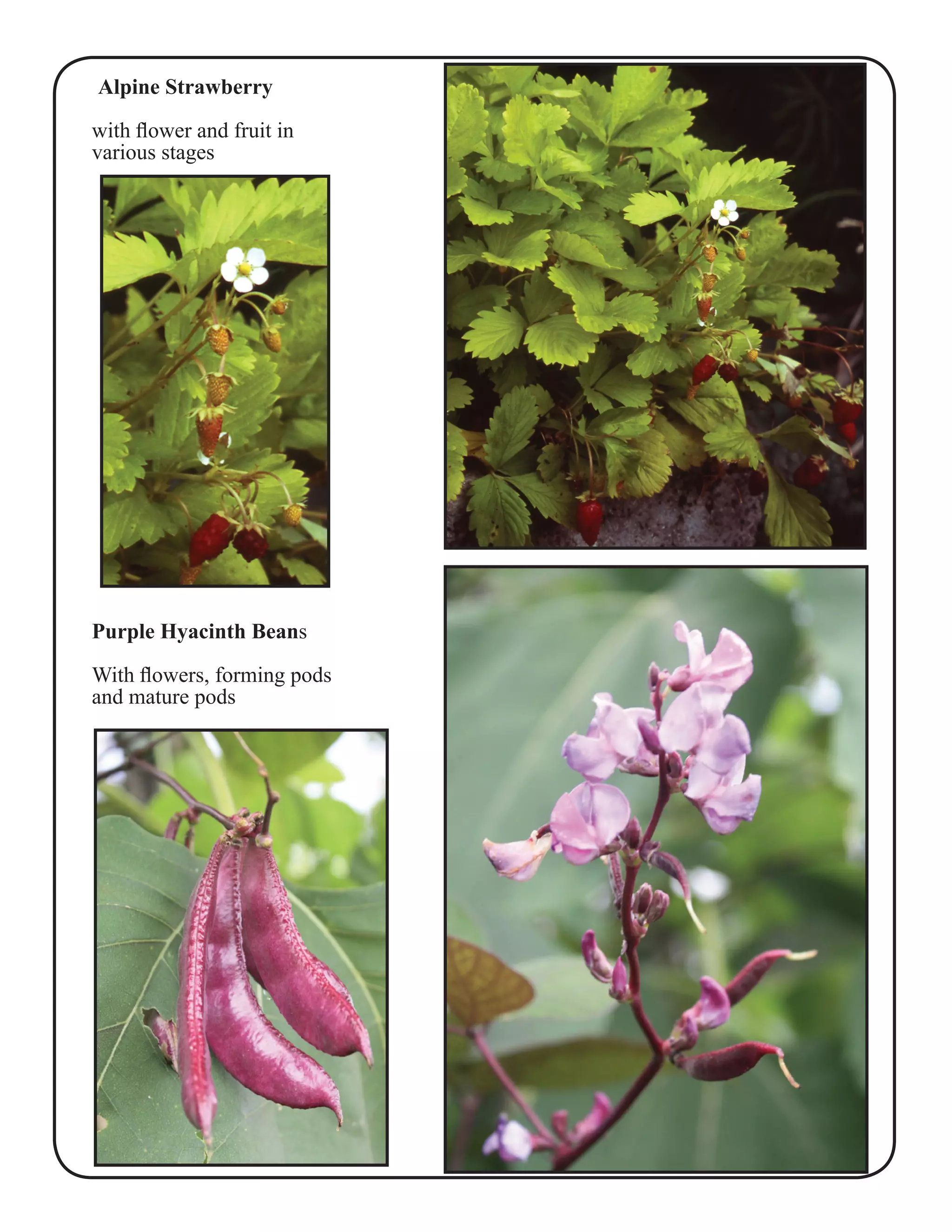 Alpine Strawberry 
with flower and fruit in 
various stages 
Purple Hyacinth Beans 
With flowers, forming pods 
and mature pods 
 
