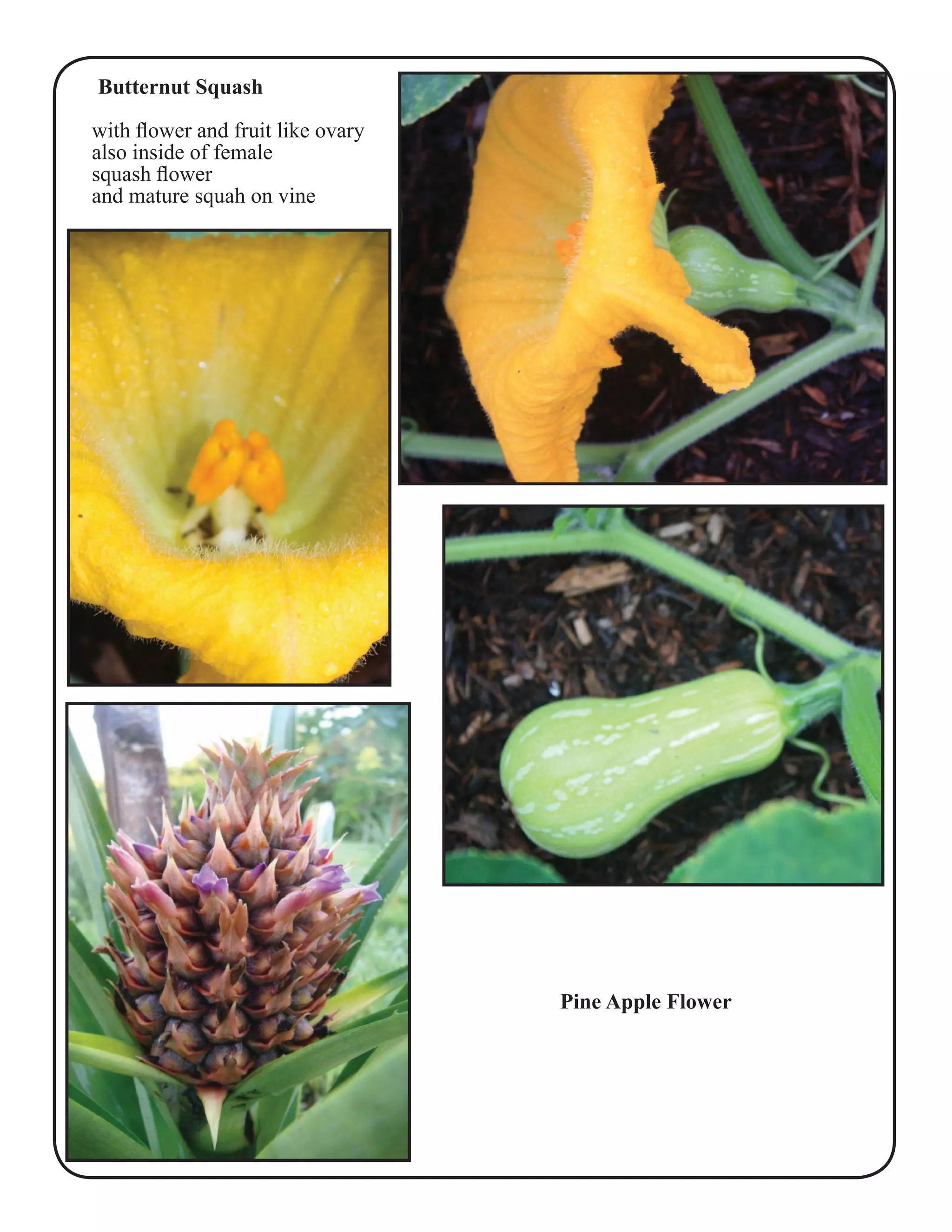 Butternut Squash 
with flower and fruit like ovary 
also inside of female 
squash flower 
and mature squah on vine 
Pine Apple Flower 
 