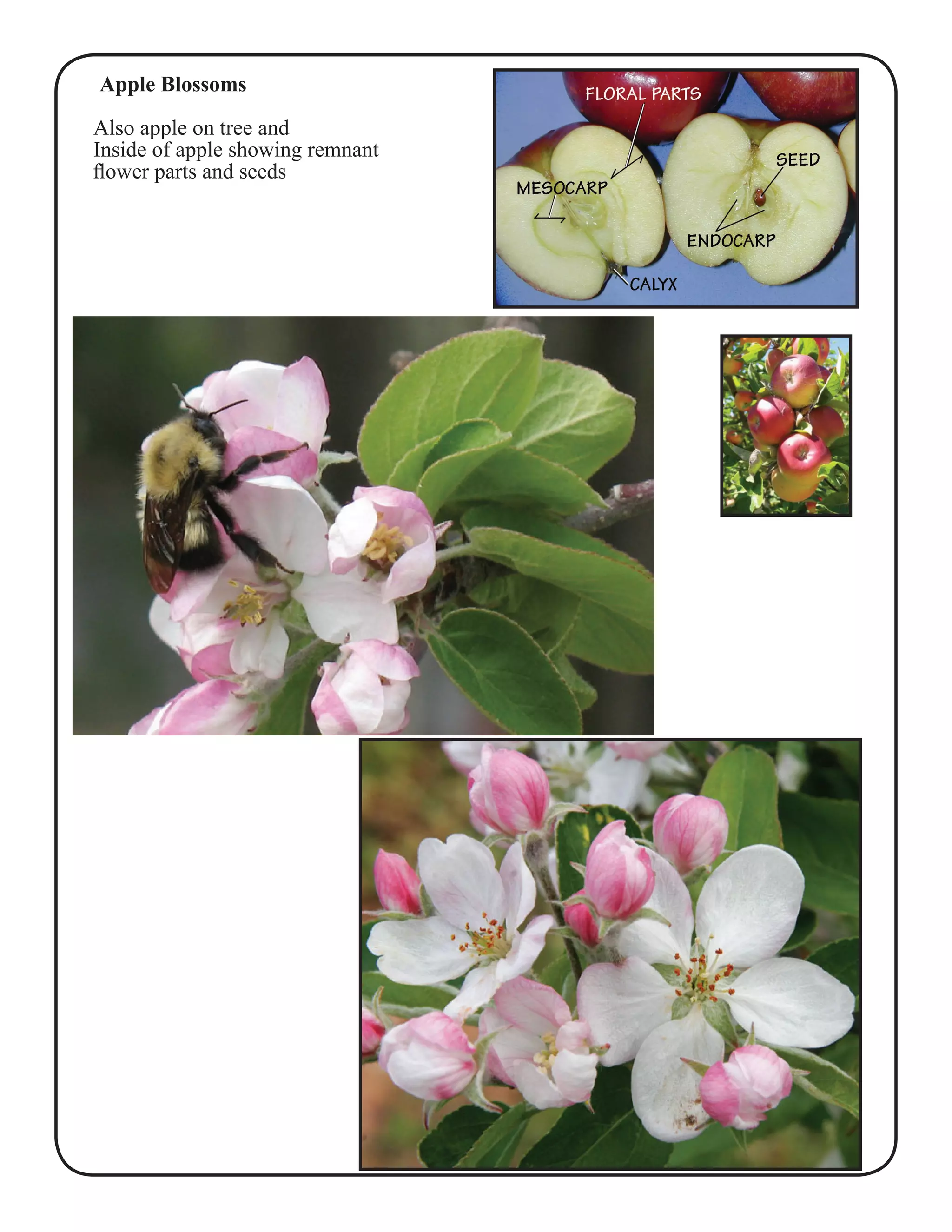 Apple Blossoms 
Also apple on tree and 
Inside of apple showing remnant 
flower parts and seeds 
