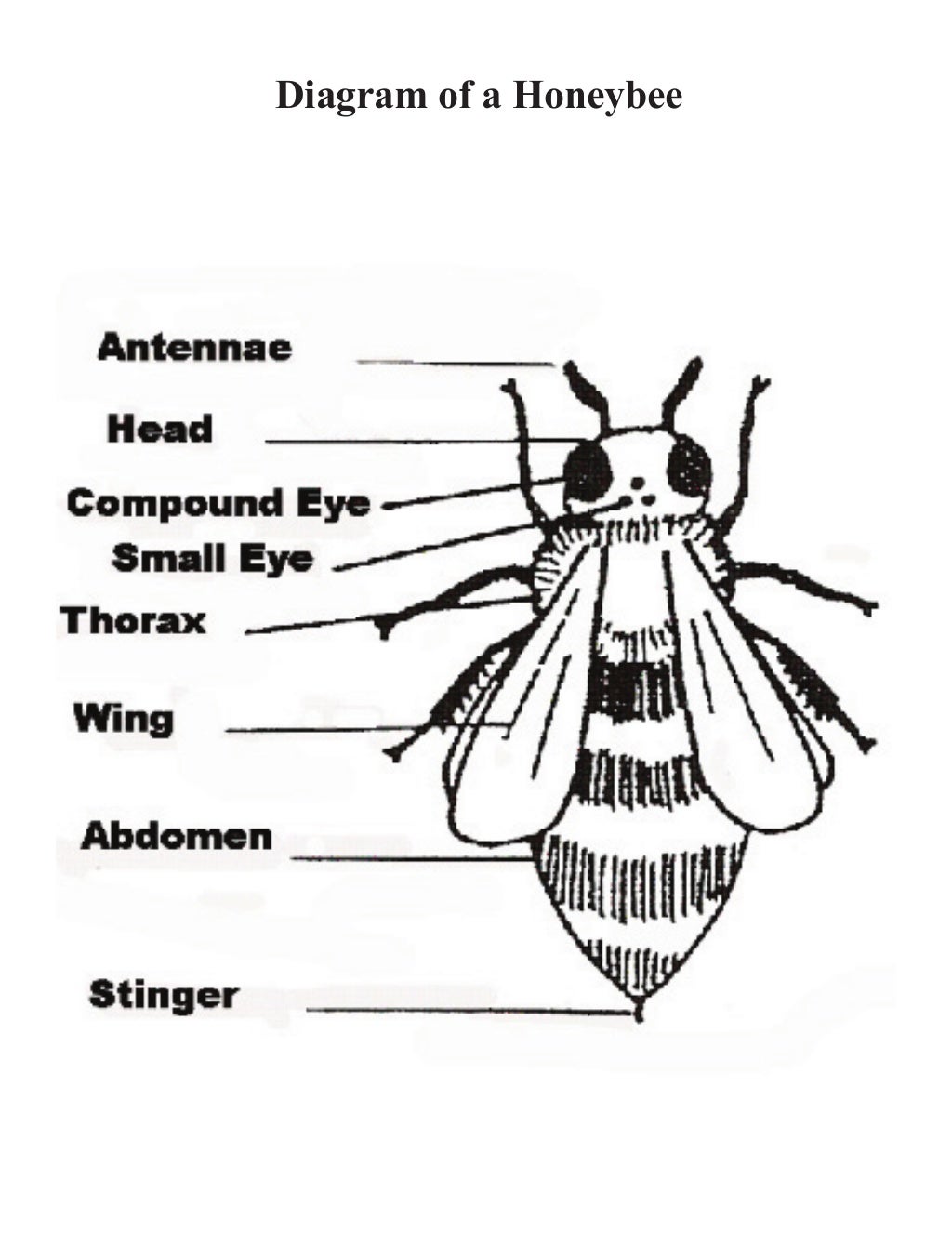 Grade 2 School Garden Lesson Plan Pollination Lesson