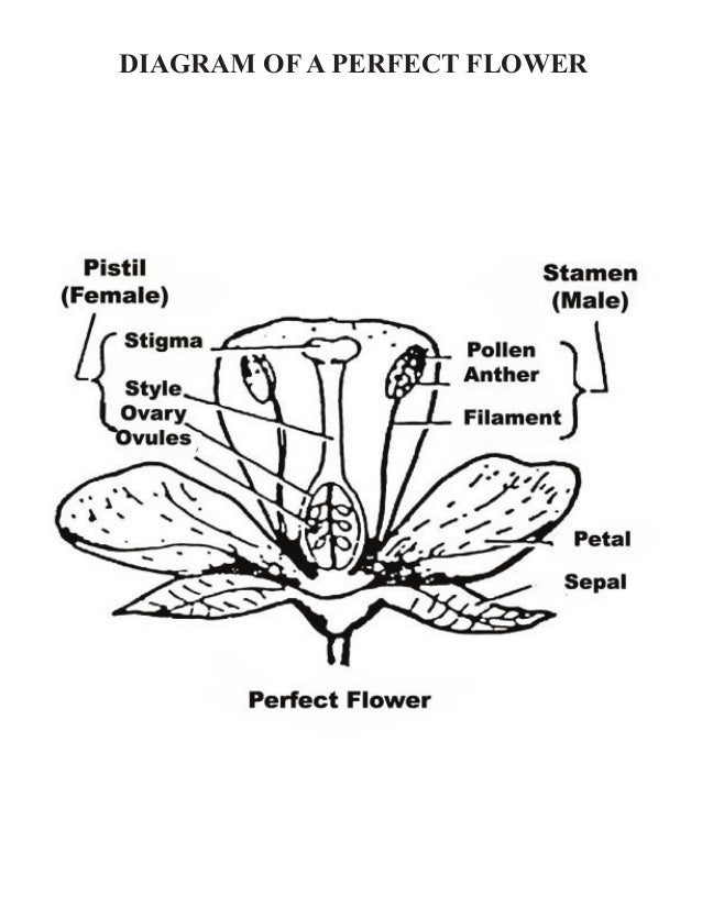 Grade 3 School Garden Lesson Plan - Pollination Lesson; Look Inside a…