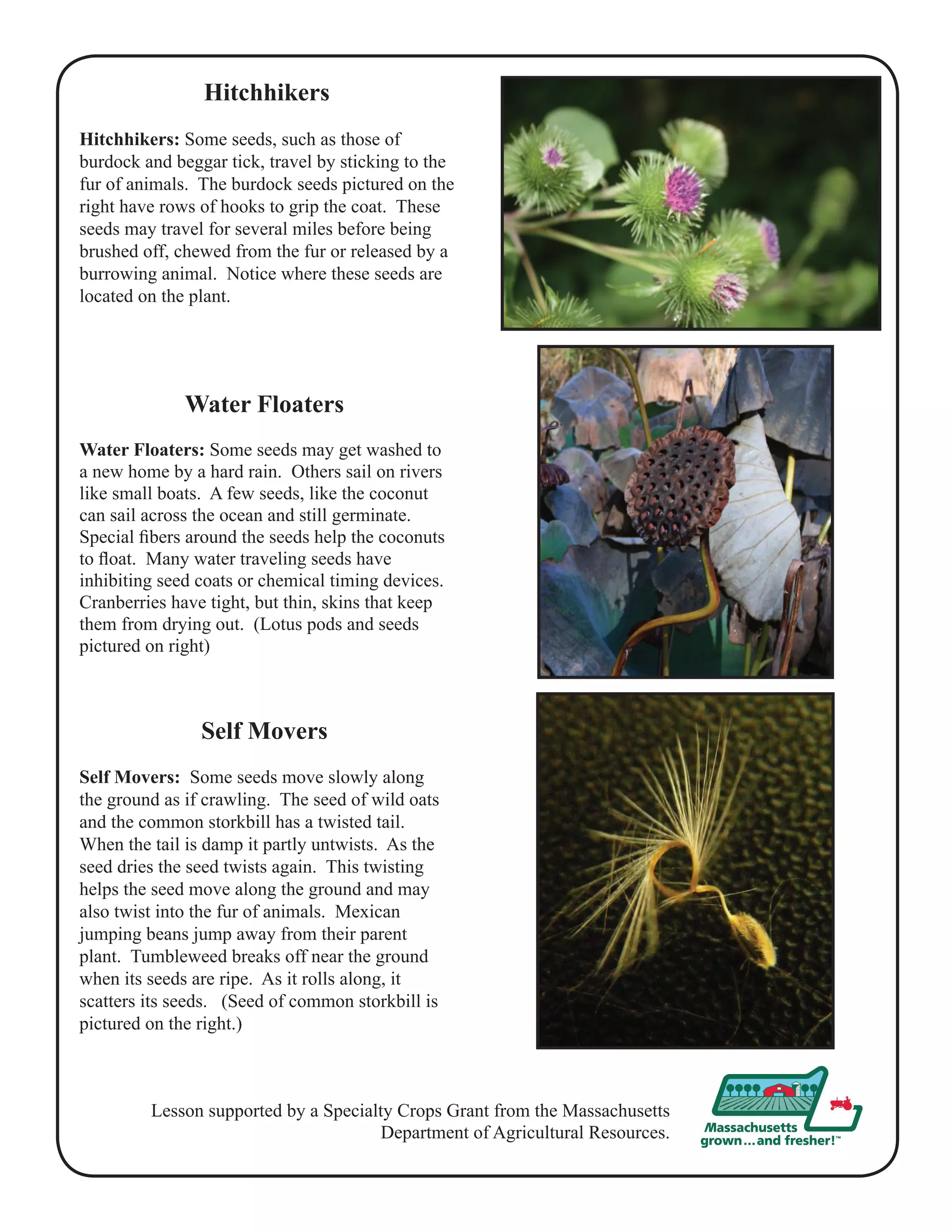 Hitchhikers 
Hitchhikers: Some seeds, such as those of 
burdock and beggar tick, travel by sticking to the 
fur of animals. The burdock seeds pictured on the 
right have rows of hooks to grip the coat. These 
seeds may travel for several miles before being 
brushed off, chewed from the fur or released by a 
burrowing animal. Notice where these seeds are 
located on the plant. 
Water Floaters 
Water Floaters: Some seeds may get washed to 
a new home by a hard rain. Others sail on rivers 
like small boats. A few seeds, like the coconut 
can sail across the ocean and still germinate. 
Special fibers around the seeds help the coconuts 
to float. Many water traveling seeds have 
inhibiting seed coats or chemical timing devices. 
Cranberries have tight, but thin, skins that keep 
them from drying out. (Lotus pods and seeds 
pictured on right) 
Self Movers 
Self Movers: Some seeds move slowly along 
the ground as if crawling. The seed of wild oats 
and the common storkbill has a twisted tail. 
When the tail is damp it partly untwists. As the 
seed dries the seed twists again. This twisting 
helps the seed move along the ground and may 
also twist into the fur of animals. Mexican 
jumping beans jump away from their parent 
plant. Tumbleweed breaks off near the ground 
when its seeds are ripe. As it rolls along, it 
scatters its seeds. (Seed of common storkbill is 
pictured on the right.) 
Lesson supported by a Specialty Crops Grant from the Massachusetts 
Department of Agricultural Resources. 
 