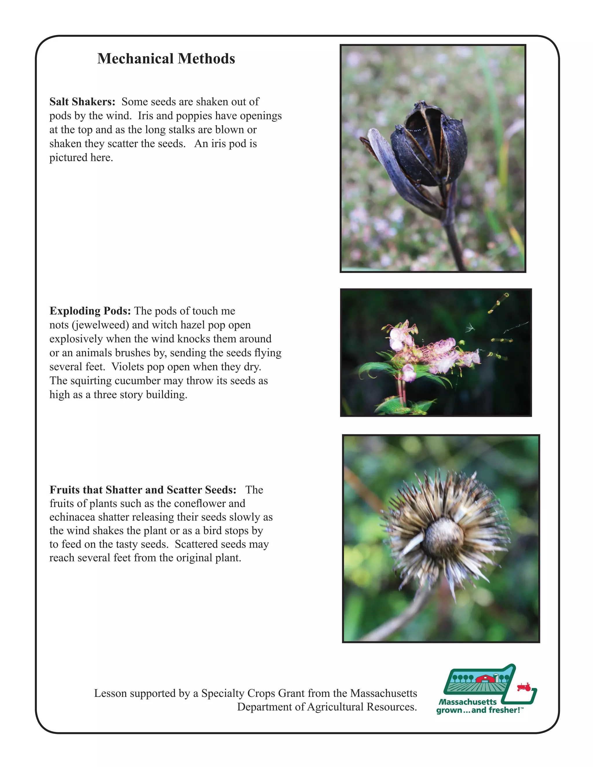 Mechanical Methods 
Salt Shakers: Some seeds are shaken out of 
pods by the wind. Iris and poppies have openings 
at the top and as the long stalks are blown or 
shaken they scatter the seeds. An iris pod is 
pictured here. 
Exploding Pods: The pods of touch me 
nots (jewelweed) and witch hazel pop open 
explosively when the wind knocks them around 
or an animals brushes by, sending the seeds flying 
several feet. Violets pop open when they dry. 
The squirting cucumber may throw its seeds as 
high as a three story building. 
Fruits that Shatter and Scatter Seeds: The 
fruits of plants such as the coneflower and 
echinacea shatter releasing their seeds slowly as 
the wind shakes the plant or as a bird stops by 
to feed on the tasty seeds. Scattered seeds may 
reach several feet from the original plant. 
Lesson supported by a Specialty Crops Grant from the Massachusetts 
Department of Agricultural Resources. 
 