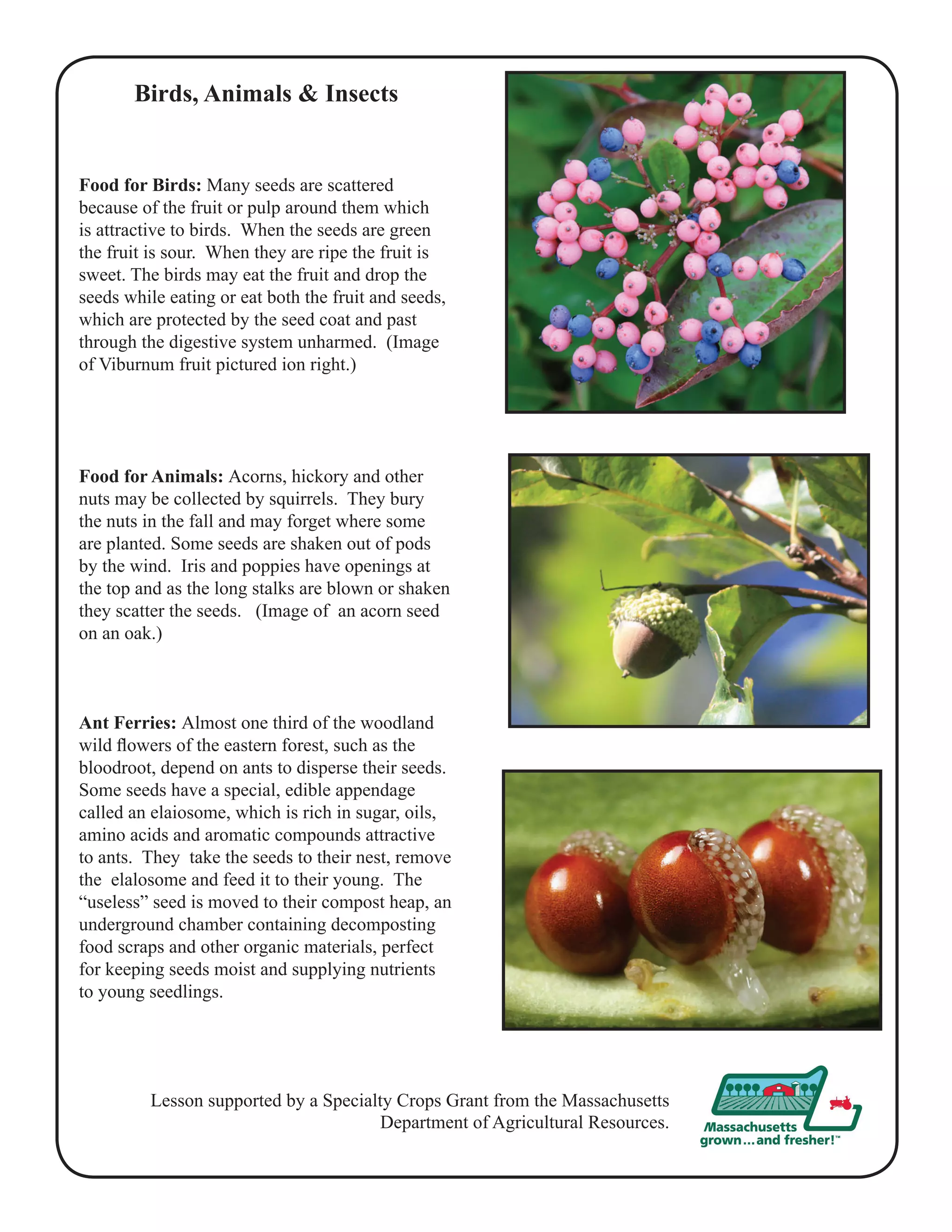 Birds, Animals & Insects 
Food for Birds: Many seeds are scattered 
because of the fruit or pulp around them which 
is attractive to birds. When the seeds are green 
the fruit is sour. When they are ripe the fruit is 
sweet. The birds may eat the fruit and drop the 
seeds while eating or eat both the fruit and seeds, 
which are protected by the seed coat and past 
through the digestive system unharmed. (Image 
of Viburnum fruit pictured ion right.) 
Food for Animals: Acorns, hickory and other 
nuts may be collected by squirrels. They bury 
the nuts in the fall and may forget where some 
are planted. Some seeds are shaken out of pods 
by the wind. Iris and poppies have openings at 
the top and as the long stalks are blown or shaken 
they scatter the seeds. (Image of an acorn seed 
on an oak.) 
Ant Ferries: Almost one third of the woodland 
wild flowers of the eastern forest, such as the 
bloodroot, depend on ants to disperse their seeds. 
Some seeds have a special, edible appendage 
called an elaiosome, which is rich in sugar, oils, 
amino acids and aromatic compounds attractive 
to ants. They take the seeds to their nest, remove 
the elalosome and feed it to their young. The 
“useless” seed is moved to their compost heap, an 
underground chamber containing decomposting 
food scraps and other organic materials, perfect 
for keeping seeds moist and supplying nutrients 
to young seedlings. 
Lesson supported by a Specialty Crops Grant from the Massachusetts 
Department of Agricultural Resources. 
