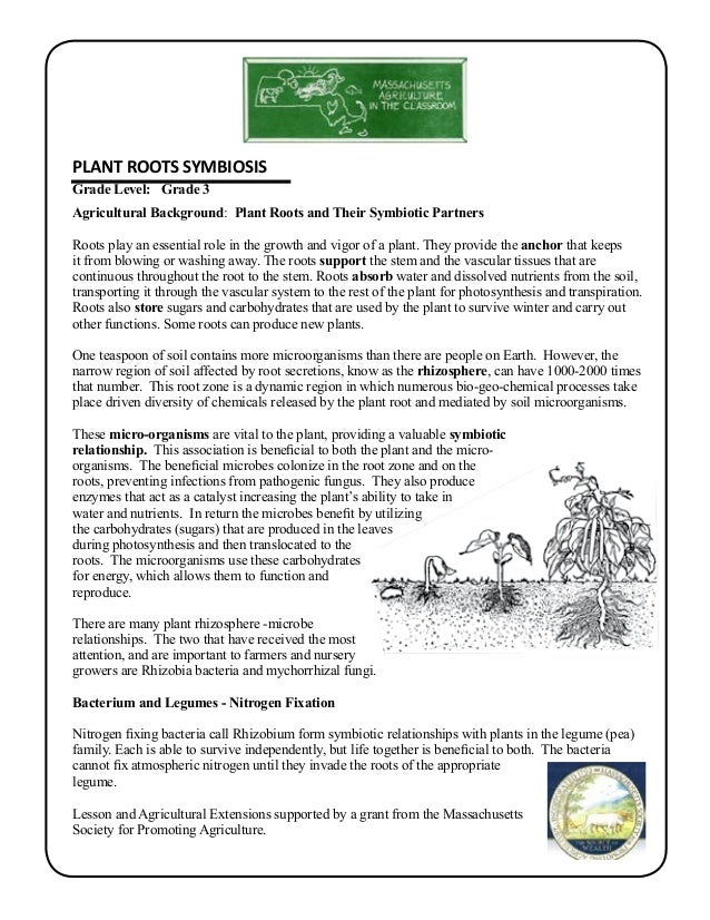 grade 3 school garden lesson plan soil lesson plant root symbiosis