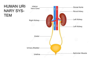 HUMAN URI-
NARY SYS-
TEM
 