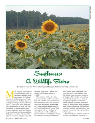 26 / Alabama’s TREASURED Forests Fall 2006 
Photo by Coleen Vansant 
By Coleen Vansant, Public Information Manager, Alabama Forestry Commission 
Most everyone has watched a 
televised baseball game at 
one time or another. As the 
camera pans the field and 
zooms in on the dugout, you can’t help 
but notice that most all of the players are 
working something in their mouths. For 
some it’s tobacco, for others it’s bubble 
gum, and then there are those who have 
a mouth full of sunflower seeds. Over 
the years, sunflower seeds have become 
a very popular and nutritious snack food. 
But humans are not the only ones who 
enjoy the wonderful nutty flavor provid-ed 
by the small seeds. They are also a 
favored food for many species of 
wildlife. 
The sunflower (Helianthus of the 
Asteraceae family) has been around for a 
long time, and this native, warm season, 
tap-rooted annual has a long history of 
association with people. Around 1000 
B.C. it was used and domesticated by 
pre-Columbian Indians in central North 
America not only as a food and oil 
source, but also for dye and thread. 
Francisco Pizarro found the Incas hailing 
the sunflower as an image of their sun 
god. The use of the plant spread east-ward 
and in 1510, the Spaniards along 
the Atlantic coast areas were introduced 
to the plant. They liked it so much they 
carried seeds back to Europe where it 
was grown in gardens as curiosities. 
Lewis and Clark also made mention of 
its use by Native Americans in their jour-nals. 
Pioneers planted the wild sunflower 
near their homes to repel mosquitoes and 
used the blossoms in bathwater to relieve 
arthritis pain. 
Some time before 1800 the sunflower 
reached Russia where it was raised for 
 