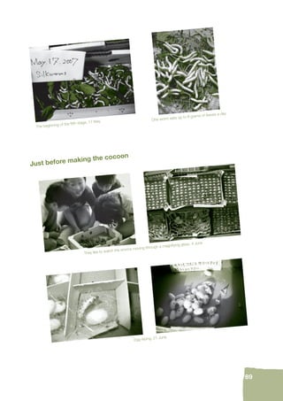 89 
The beginning of the fi fth stage, 17 May 
One worm eats up to 8 grams of leaves a day 
Just before making the cocoon 
They like to watch the worms moving through a magnifying glass, 4 June 
Egg-laying, 21 June 
 