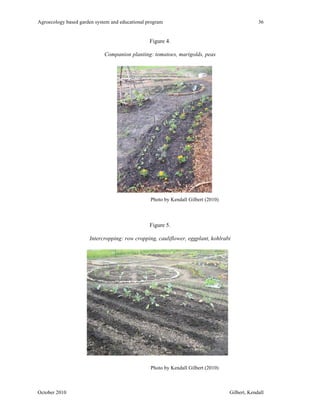 Agroecology based garden system and educational program 36 
Figure 4. 
Companion planting: tomatoes, marigolds, peas 
Photo by Kendall Gilbert (2010) 
Figure 5. 
Intercropping: row cropping, cauliflower, eggplant, kohlrabi 
Photo by Kendall Gilbert (2010) 
October 2010 Gilbert, Kendall 
 