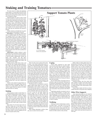 Staking and Training Tomatoes 
The main reason for staking and supporting 
tomato plants is to keep plants and fruit off the 
ground. This reduces losses from fruit rots when 
fruit touch the soil and from sunburn when fruit 
are not shaded by foliage. 
Supported plants are easier to spray or dust 
for insect and disease control and easier to har-vest 
than those sprawling on the ground. Three 
popular methods of supporting tomato plants 
are staking, caging, and trellising. Supported 
tomato plants are pruned (suckered) to reduce 
the number of branches, thereby making plants 
more suitable for the selected method of sup-port. 
Plant type also determines the amount of 
pruning. 
Tomato varieties are divided into two gener-al 
groups based on their pattern of growth. 
Determinate, or self-topping, varieties have 
short- to medium-length vines. Plants are heav-ily 
branched and do not make continuous 
growth. Rather than having continuous produc-tion 
of leaves and flower clusters, every branch 
ends with a flower cluster. Determinate varieties 
often are early and have a short but concentrat-ed 
production season. These plants are staked or 
caged but are not adapted to trellising. Some 
determinate varieties are Celebrity, Mountain 
Pride, and Rutgers. Determinate varieties are 
not heavily pruned, regardless of the support 
system, because most of the fruit is produced on 
the branches. 
Indeterminate varieties continue to grow 
and produce leaves and flower clusters until dis-ease, 
insects, cold, or lack of water and fertiliz-er 
kills the plants. Indeterminate varieties are 
Better Boy, Floradel, and Big Beef. 
Indeterminate varieties are heavily pruned when 
trellised, moderately pruned when staked, and 
lightly pruned when caged. 
Pruning removes small shoots where each 
leaf joins the stem. Properly pruned plants pro-duce 
larger and earlier fruit than non-pruned 
plants of the same variety. Remove shoots when 
they are less than 4 inches long to avoid injuring 
the plant. The larger the sucker before removal, 
the larger the resulting wound, and the more 
wasted plant energy that went into the sucker. 
Remove a sucker by grasping it between your 
thumb and second finger and bending it to the 
side until it breaks. This is best done early in the 
day when plants are crisp and not wilted from 
the day’s sun and heat. Do not cut suckers with 
a knife because this is one way to spread virus 
diseases. 
Decide on the method of support before set-ting 
tomato plants in the garden. Plants for trel-lising 
are set closer together than plants to be 
staked or caged. Plants for caging are set farther 
apart than plants for staking. 
Staking 
Staking requires wooden or metal stakes 5 to 
6 feet long for indeterminate varieties and 3 to 4 
feet long for determinate varieties. Wooden 
stakes should be at least 1 inch square. Metal 
stakes can be of smaller diameter and have the 
advantage of lasting many years. Do not use 
chemically treated wood. Sections of concrete 
reinforcing rods (rebar) make excellent tomato 
stakes. 
Space plants 18 to 24 inches apart in the row 
and drive a stake next to every plant or every 
other plant. Place the stake 3 to 4 inches from 
the base of the plant on the side away from the 
first bloom cluster to prevent trapping the fruit 
between the plant and the stake. 
Support Tomato Plants 
There are many ways to prune and tie toma-to 
plants. Limit staked indeterminate plants to 
two or three fruit-producing branches. A popular 
method is to select the main stem, the sucker 
that develops immediately below the first bloom 
cluster (a very strong sucker), and one other 
sucker below that. Remove all other suckers and 
as you tie the plants, periodically remove addi-tional 
suckers that develop on selected branch-es. 
Tie individual branches to the stake with soft 
cord by first tying twine to the stake and then 
looping it loosely around the plant. Never tie a 
plant immediately below a fruit cluster because 
the weight of the fruit may cause the plant to sag 
and strip the cluster from the plant. Continue to 
prune and tie the plant as it grows. 
The Florida weave is an alternative system to 
support staked tomato plants in a row. Using 
polypropylene cord (it doesn’t stretch), tie the 
cord to the first stake about 6 to 10 inches above 
the ground. Run the cord to the second stake and 
wrap it around the stake once at the same level. 
Be sure to keep the cord tight. Repeat this 
process, going on to the third, fourth, and 
remaining stakes until you reach the end of the 
row. Come back with the cord on the opposite 
side of the stakes, wrapping it around each 
stake. Plants are held in the space between the 
cords on opposite sides of the stakes. Repeat this 
process as plants grow so the branches are 
always held between the cord. Three to five runs 
down the row should be enough for the season. 
Remember to keep pruning plants as they grow 
to reduce the amount of plant material that must 
be supported. 
When staking determinate varieties, prune 
only once to remove the first suckers. 
Caging 
Tomato plants supported by cages made 
from concrete reinforcing wire require consider-ably 
less work than either staked or trellised 
tomatoes because there is no tying and only lim-ited 
pruning. A 5-foot length of 10-guage rein-forcing 
wire with 6-inch openings makes a cage 
of about an 18-inch diameter. Make cages at 
least 5 feet high for indeterminate varieties. 
Shorter cages are best for determinate varieties. 
Using heavy bolt cutters, remove the sections of 
the bottom horizontal wire, leaving wire legs to 
stick into the ground. 
Set your tomato plants 3 feet apart in the row 
and place a cage over each plant. Push legs into 
the ground for anchoring the cage. Protect early 
plants from cold and wind by wrapping the bot-tom 
18 inches of each cage with clear plastic. 
Black plastic mulch, in combination with caging 
and a clear plastic wrap, promotes early bloom-ing. 
Caged plants generally are pruned to four or 
five main fruiting branches. As plants grow, 
keep turning ends of the branches back into the 
cages. Caged plants may not produce ripe toma-toes 
as early as staked or trellised plants, but 
they produce more tomatoes that are less likely 
to crack or sunburn. 
Trellising 
Trellising is only for indeterminate varieties. 
Set plants about 1 foot apart in the row and 
prune to just the main stem, or occasionally to 
the main stem and one strong sucker (the suck-er 
originating just below the first bloom cluster). 
Remove all other suckers as they develop. 
Build a trellis by setting support posts in the 
ground about 20 feet apart. The tops of the posts 
should be about 6 feet above the soil surface. 
Stretch a heavy wire or a piece of barbed wire 
between the tops of the posts and attach a length 
of heavy twine to the wire above each plant. 
Barbed wire prevents twine from slipping as the 
top wire sags with the weight of the plants. Tie 
twine to the base of each plant or to a bottom 
wire if one is used. As plants grow, wrap them 
around the twine for support, or use the plastic 
clips that greenhouse tomato growers use. When 
trellising two stems per plant, use a separate 
cord for each stem. 
Trellising produces ripe fruit earlier than 
other methods of support. Each plant produces 
fewer but larger tomatoes that are more subject 
to sunburn because of the small amount of pro-tective 
foliage. 
Tomato plants loaded with fruit are heavy. 
Anchor the posts to keep them from collapsing. 
Other Wire Supports 
Some determinate plants are not suited for 
standard trellising and staking because of their 
limited vine growth. These plants, as well as 
indeterminate plants, can be held off the ground 
by a wire trellis. Support a 2- to 3-foot width of 
hog wire 8 to 10 inches above the ground with 
“H” supports. Center the wire over the row and 
pull the plants through an opening as they grow. 
Pruning and tying are not necessary. Space 
plants about 2 feet apart and the “H” supports 8 
to 10 feet apart. A wire stapled to the top of the 
“H” on each side provides additional support to 
plants. Tightly stretch and fasten the hog wire at 
both ends. 
Wire 
8- to 10-inch clearance 
between wire and ground 
Remove 
sucker 
Concrete reinforcing or hogwire 
20 
 