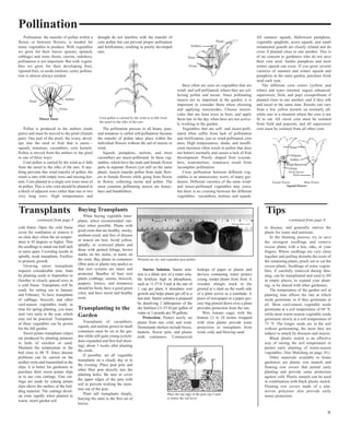 cold frame. Open the cold frame 
cover for ventilation or remove it 
on clear days when the air temper-ature 
is 45 degrees or higher. Thin 
the seedlings to stand one-half inch 
or more apart. Crowding results in 
spindly, weak transplants. Fertilize 
to promote growth. 
Growing onion transplants 
requires considerable time. Start 
by planting seeds in September or 
October in closely spaced rows in 
a cold frame. Transplants will be 
ready for setting out in January 
and February. To have transplants 
of cabbage, broccoli, and other 
cool-season vegetables ready in 
time for spring planting, you must 
start very early in the year, which 
may not be practical. Transplants 
of these vegetables can be grown 
for the fall garden. 
Sweet potato transplants (slips) 
are produced by planting potatoes 
in beds of sawdust or sand. 
Maintain the temperature in the 
bed close to 80 °F. Since disease 
problems can be carried on the 
mother roots and transmitted to the 
slips, it is better for gardeners to 
purchase their sweet potato slips 
or to use vine cuttings. Vine cut-tings 
are made by cutting potato 
slips above the surface of the bed-ding 
material. The cuttings devel-op 
roots rapidly when planted in 
warm, moist garden soil. 
Buying Transplants 
When buying vegetable trans-plants, 
select recommended vari-eties 
when possible. Plants with 
good roots that are healthy, stocky, 
medium-sized, and free of disease 
or insects are best. Avoid yellow, 
spindly, or oversized plants and 
those with spotted foliage, brown 
marks on the stems, or knots on 
the roots. Buy plants in containers 
(fiber pots or plastic tray packs) so 
that root systems are intact and 
protected. Bundles of bare root 
plants (cabbage, onions, broccoli, 
peppers, lettuce, and tomatoes) 
should be fresh, have a good green 
color, and have moist and healthy 
roots. 
Transplanting to the 
Garden 
Transplants of cucumbers, 
squash, and melons grown in small 
containers must be set in the gar-den 
while still quite young (cotyle-dons 
expanded and first leaf show-ing), 
about 3 weeks after planting 
the seeds. 
If possible, set all vegetable 
transplants on a cloudy day or in 
the evening. Place peat pots and 
other fiber pots directly into the 
planting holes. Be sure to cover 
the upper edges of the pots with 
soil to prevent wicking the mois-ture 
out of the pots. 
Plant tall transplants deeply, 
burying the stem to the first set of 
leaves. 
Pictured are dry and expanded peat pellets. 
Starter Solution. Starter solu-tion 
is a dilute mix of a water solu-ble 
fertilizer high in phosphorus, 
such as 11-57-0. Used at the rate of 
1 cup per plant, it stimulates root 
growth and helps plants get off to a 
fast start. Starter solution is prepared 
by dissolving 2 tablespoons of the 
dry fertilizer (11-57-0) per gallon of 
water or 3 pounds per 50 gallons. 
Protection. Protect newly set 
plants from sun, cold, and wind. 
Homemade shelters include boxes, 
baskets, flower pots, and plastic 
milk containers. Commercial 
hotkaps of paper or plastic and 
devices containing water protect 
young, tender plants from frost. A 
wooden shingle stuck in the 
ground at a slant on the south side 
of a plant serves as a sunshade. A 
piece of newspaper or a paper gro-cery 
bag pinned down over a plant 
provides protection from the sun. 
Wire tomato cages with the 
bottom 12 to 18 inches wrapped 
with clear plastic provide some 
protection to transplants from 
wind, cold, and blowing sand. 
to disease, and generally starves the 
plants for water and nutrients. 
In the thinning process, try to save 
the strongest seedlings and remove 
excess plants with a hoe, rake, or your 
fingers. Where seedlings are very close 
together and pulling disturbs the roots of 
the remaining plants, pinch out or cut the 
excess plants. Seedlings of some vegeta-bles, 
if carefully removed during thin-ning, 
can be transplanted and used to fill 
in empty places, to expand your plant-ing, 
or be shared with other gardeners. 
The temperature of the garden soil at 
planting time affects the rate at which 
seeds germinate or if they germinate at 
all. Most cool-season vegetable seeds 
germinate at a soil temperature of 60 °F, 
while most warm-season vegetable seeds 
germinate slowly at a soil temperature of 
75 °F. The longer seeds are in the soil 
without germinating, the more they are 
subject to attack by diseases and insects. 
Black plastic mulch is an effective 
way of raising the soil temperature to 
permit early planting of warm-season 
vegetables. (See Mulching on page 10.) 
Other materials available to home 
gardeners are plastic row tunnels and 
floating row covers that permit early 
planting and provide some protection 
against cold. Plastic tunnels can be used 
in combination with black plastic mulch. 
Floating row covers made of a non-woven 
polyester also provide early 
insect protection. 
Pollination, the transfer of pollen within a 
flower or between flowers, is needed for 
many vegetables to produce. With vegetables 
we grow for their leaves (greens, spinach, 
cabbage) and roots (beets, carrots, radishes), 
pollination is not important. But with vegeta-bles 
we grow for their developing fruit, 
ripened fruit, or seeds (melons, corn), pollina-tion 
is almost always needed. 
Pollen is produced in the anthers (male 
parts) and must be moved to the pistil (female 
part). One part of the pistil, the ovary, devel-ops 
into the seed or fruit that is eaten— 
squash, tomatoes, cucumbers, corn kernels. 
Pollen is moved from the anthers to the pistil 
in one of three ways. 
Corn pollen is carried by the wind as it falls 
from the tassel to the silks of the ears. If any-thing 
prevents this wind transfer of pollen, the 
result is ears with empty rows and missing ker-nels. 
Corn planted in a single row loses most of 
its pollen. This is why corn should be planted in 
a block of adjacent rows rather than one or two 
very long rows. High temperatures and 
drought do not interfere with the transfer of 
corn pollen but can prevent proper pollination 
and fertilization, resulting in poorly developed 
ears. 
The pollination process in all beans, peas, 
and tomatoes is called self-pollination because 
the transfer of pollen takes place within the 
individual flowers without the aid of insects or 
wind. 
Squash, pumpkins, melons, and most 
cucumbers are insect-pollinated. In these veg-etables, 
which have the male and female flower 
parts in separate flowers (yet still on the same 
plant), insects transfer pollen from male flow-ers 
to female flowers while going from flower 
to flower, collecting nectar and pollen. The 
most common pollinating insects are honey-bees 
and bumblebees. 
Bees often are seen on vegetables that are 
wind- and self-pollinated, where they are col-lecting 
pollen and nectar. Since pollinating 
insects are so important in the garden, it is 
important to consider them when choosing 
and applying insecticides. Choose insecti-cides 
that are least toxic to bees, and apply 
them late in the day when bees are not active-ly 
working in the garden. 
Vegetables that are self- and insect-polli-nated 
often suffer from lack of pollination 
and fertilization, just as wind-pollinated corn 
does. High temperatures, shade, and insuffi-cient 
moisture often result in pollen that does 
not behave normally and causes a lack of fruit 
development. Poorly shaped fruit (cucum-bers, 
watermelons, tomatoes) result from 
incomplete pollination. 
Cross pollination between different veg-etables 
is an unnecessary worry of many gar-deners. 
Different varieties of the same wind-and 
insect-pollinated vegetables may cross, 
but there is no crossing between the different 
vegetables: cucumbers, melons, and squash. 
All summer squash, Halloween pumpkins, 
vegetable spaghetti, acorn squash, and small 
ornamental gourds are closely related and do 
cross if planted close to one another. This is 
of no concern to gardeners who do not save 
their own seed. Jumbo pumpkins and most 
winter squash can cross. If you grow several 
varieties of summer and winter squash and 
pumpkins in the same garden, purchase fresh 
seed each year. 
The different corn colors (yellow and 
white) and types (normal, sugary enhanced, 
supersweet, field, and pop) crosspollinate if 
planted close to one another, and if they silk 
and tassel at the same time. Results can vary 
from a few yellow kernels on normally all-white 
ears to a situation where the corn is not 
fit to eat. All sweet corn must be isolated 
from field and popcorn, and all supersweet 
corn must be isolated from all other corn. 
Pollination 
Flower Parts 
Anther 
Ovary 
Pistil 
Petal 
Stigma 
Anther 
Petals Removed 
Ovary 
(Small Squash) 
Stem 
Female Flower Male Flower 
Squash Flowers 
Corn pollen is carried by the wind as it falls from 
the tassel to the silks of the ears. 
Petals 
Anthers 
Pistil 
Ovary 
9 
Transplants 
continued from page 8 
Tips 
continued from page 8 
Place the top edge of the peat cup 2 inch-es 
below the soil level. 
 
