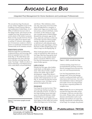 AVOCADO LACE BUG 
Integrated Pest Management for Home Gardeners and Landscape Professionals 
The avocado lace bug (Pseudacysta 
perseae, family Tingidae) occurs in the 
Caribbean, French Guyana, Mexico, 
and southeastern United States. As of 
2006, in California it occurs only in 
San Diego County. Also known as the 
camphor lace bug, this pest feeds on 
certain plants in the family Lauraceae. 
Hosts are the avocado fruit tree (Persea 
americana), other Persea species such 
as red bay (P. borbonia), and camphor 
tree (Cinnamomum camphora), which is 
grown as a landscape ornamental and 
commercially for its aromatic extracts. 
IDENTIFICATION 
Adult lace bugs have an elaborately 
sculptured thorax and forewings that 
form an expanded cover over their 
body (Fig. 1). The adult thorax and 
forewings have tiny clear cells that 
form a lacelike covering, hence the 
name “lace bugs.” Adults are about 1/12 
inch (2 mm) long, oval-shaped insects 
with a dark (black or brownish) head 
and thorax. Their abdomen, anten-nae, 
legs, and wing covers have both 
dark and light (brown, orangish, or 
white) areas. Eggs occur on the lower 
leaf surface, covered with black, sticky 
excrement. To the naked eye, eggs 
may resemble grains of black pepper. 
Beneath the excrement, eggs are ob-long, 
yellowish, and have a white rim 
around the cap from which nymphs 
emerge. Nymphs are mostly black 
or dark brown with elaborate spiny 
projections, pale appendages, and (on 
the back of older nymphs) pale areas 
where wings are developing (Fig. 2). 
Many landscape plants and some 
crops are attacked by other species of 
lace bugs. Most lace bug species feed 
on only one or a few closely related 
plants. Consult UC IPM Pest Notes: 
Lace Bugs for information and manage-ment 
of other species. 
LIFE CYCLE 
Females lay tiny eggs, often hidden 
under black, tar-like globs of excre-ment. 
After about 5 molts, nymphs 
mature into adults. Egg to adult 
development ranges from about 3 
weeks during warm weather to several 
months when temperatures are cool 
(Fig. 3). Avocado lace bug has several 
generations a year. All stages can be 
present throughout the year. 
DAMAGE 
Lace bugs do not feed on fruit. They 
suck leaf sap, feeding in groups on 
the underside of leaves. A colony of 
lace bugs feeding causes faint pale 
green to yellowish blotches visible 
on both the lower and upper leaf 
surfaces. Black, shiny specks of excre-ment 
appear on the under leaf surface 
where lace bugs occur. As lace bugs 
Figure 1. Adult avocado lace bug. 
continue feeding, large brown or 
tan dead blotches develop on leaves. 
Heavily damaged leaves become dry, 
may curl, and drop prematurely. 
Low lace bug populations do not 
damage trees. Severe leaf damage 
results in sunburned limbs and fruit 
when leaves fall from trees. Tree stress 
from defoliation reduces subsequent 
fruit yields. Severe lace bug damage 
has not been a reported problem on 
camphor trees. 
Other Causes. Be sure to distinguish 
avocado lace bug from other causes 
of damage so that you can take effec-tive 
action. Thrips, mites, and certain 
diseases and disorders such as salt 
damage and sunburn can cause leaf 
damage superficially resembling that 
of lace bugs. For example, the pointed 
Figure 2. Last-instar nymph avocado 
lace bug. 
PEST NOTES Publication 74134 
University of California 
Agriculture and Natural Resources 
March 2007 
 