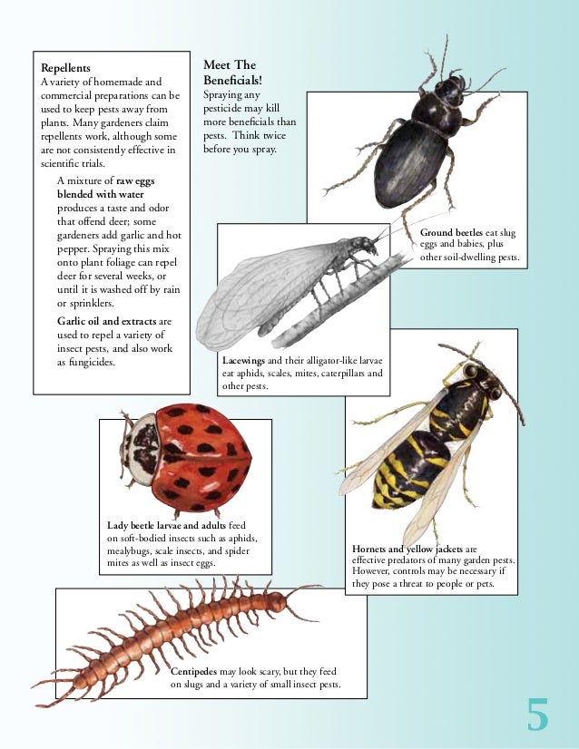 Natural Pest Weed Disease Control Natural Pest Weed Disease Control