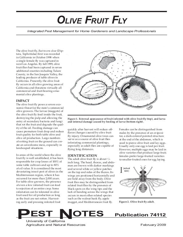 Olive Fruit Fly Integrated Pest Management