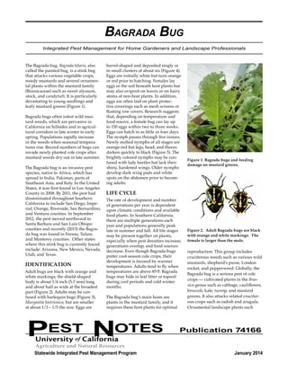 Bagrada Bug 
Integrated Pest Management for Home Gardeners and Landscape Professionals 
The Bagrada bug, Bagrada hilaris, also 
called the painted bug, is a stink bug 
that attacks various vegetable crops, 
weedy mustards and several ornamen-tal 
plants within the mustard family 
(Brassicaceae) such as sweet alyssum, 
stock, and candytuft. It is particularly 
devastating to young seedlings and 
leafy mustard greens (Figure 1). 
Bagrada bugs often infest wild mus-tard 
weeds, which are pervasive in 
California on hillsides and in agricul-tural 
corridors in late winter to early 
spring. Populations rapidly increase 
in the weeds when seasonal tempera-tures 
rise. Record numbers of bugs can 
invade newly planted cole crops after 
mustard weeds dry out in late summer. 
The Bagrada bug is an invasive pest 
species, native to Africa, which has 
spread to India, Pakistan, parts of 
Southeast Asia, and Italy. In the United 
States, it was first found in Los Angeles 
County in 2008. By 2011, the pest had 
disseminated throughout Southern 
California to include San Diego, Impe-rial, 
Orange, Riverside, San Bernardino, 
and Ventura counties. In September 
2012, the pest moved northward to 
Santa Barbara and San Luis Obispo 
counties and recently (2013) the Bagra-da 
bug was found in Fresno, Tulare, 
and Monterey counties. Other states 
where this stink bug is currently found 
include: Arizona, New Mexico, Nevada, 
Utah, and Texas. 
IDENTIFICATION 
Adult bugs are black with orange and 
white markings; the shield-shaped 
body is about 1/4 inch (5-7 mm) long 
and about half as wide at the broadest 
part (Figure 2). Adults may be con-fused 
with harlequin bugs (Figure 3), 
Murgantia histrionica, but are smaller 
at about 1/3 – 1/5 the size. Eggs are 
barrel-shaped and deposited singly or 
in small clusters of about six (Figure 4). 
Eggs are initially white but turn orange 
or red prior to hatching. Females lay 
eggs in the soil beneath host plants but 
may also oviposit on leaves or on hairy 
stems of non-host plants. In addition, 
eggs are often laid on plant protec-tive 
coverings such as mesh screens or 
floating row covers. Research suggests 
that, depending on temperature and 
food source, a female bug can lay up 
to 150 eggs within two to three weeks. 
Eggs can hatch in as little as four days. 
The nymph passes through five instars. 
Newly molted nymphs of all stages are 
orange-red but legs, head, and thorax 
darken quickly to black (Figure 5). The 
brightly colored nymphs may be con-fused 
with lady beetles but lack their 
shiny, hardened wings. Older nymphs 
develop dark wing pads and white 
spots on the abdomen prior to becom-ing 
adults. 
LIFE CYCLE 
The rate of development and number 
of generations per year is dependent 
upon climatic conditions and available 
food plants. In Southern California, 
there are multiple generations each 
year and populations generally peak 
late in summer and fall. All life stages 
may be present together on plants, 
especially when pest densities increase, 
generations overlap, and food sources 
decrease. Even though Bagrada bugs 
prefer cool-season cole crops, their 
development is favored by warmer 
temperatures. Adults tend to fly when 
temperatures are above 85oF. Bagrada 
bugs may hide in leaf litter or topsoil 
during cool periods and cold winter 
months. 
The Bagrada bug’s main hosts are 
plants in the mustard family, and it 
requires these host plants for optimal 
Figure 1. Bagrada bugs and feeding 
damage on mustard greens. 
Figure 2. Adult Bagrada bugs are black 
with orange and white markings. The 
female is larger than the male. 
reproduction. This group includes 
cruciferous weeds such as various wild 
mustards, shepherd’s purse, London 
rocket, and pepperweed. Globally, the 
Bagrada bug is a serious pest of cole 
crops — cultivated plants in the Bras-sica 
genus such as cabbage, cauliflower, 
broccoli, kale, turnip, and mustard 
greens. It also attacks related crucifer-ous 
crops such as radish and arugula. 
Ornamental landscape plants such 
PEST NOTES Publication 74166 
Statewide Integrated Pest Management Program January 2014 
 