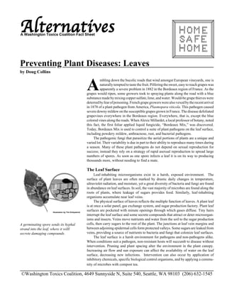 Alternatives 
A Washington Toxics Coalition Fact Sheet 
Preventing Plant Diseases: Leaves 
by Doug Collins 
xx x 
xxxxx 
xxxxx x x x x x 
xxxx 
xxx 
xx x 
x xxxxx 
xxxxx 
xxxxx x x x x x 
xxxx 
xxx 
xxxx 
xxx 
Ambling down the bucolic roads that wind amongst European vineyards, one is 
naturally tempted to taste the fruit. Pilfering the sweet, easy to reach grapes was 
apparently a severe problem in 1882 in the Bordeaux region of France. As the 
grapes would ripen, some growers took to spraying plants along the road with a blue 
substance made by mixing copper sulfate, lime, and water. Would-be grape thieves were 
deterred by fear of poisoning. French grape growers were also vexed by the recent arrival 
in 1878 of a plant pathogen from America, Plasmopara viticola. This pathogen caused 
severe downy mildew on the susceptible grapes grown in France. The disease defoliated 
grapevines everywhere in the Bordeaux region. Everywhere, that is, except the blue 
colored vines along the roads. When Alexic Millardet, a local professor of botany, noted 
this fact, the first foliar applied liquid fungicide, “Bordeaux Mix,” was discovered. 
Today, Bordeaux Mix is used to control a suite of plant pathogens on the leaf surface, 
including powdery mildew, anthracnose, rust, and bacterial pathogens. 
The pathogenic fungi that parasitize the aerial portions of plants are a unique and 
varied lot. Their variability is due in part to their ability to reproduce many times during 
a season. Many of these plant pathogens do not depend on sexual reproduction for 
success; instead they rely on a strategy of rapid asexual reproduction to spread large 
numbers of spores. As soon as one spore infects a leaf it is on its way to producing 
thousands more, without needing to find a mate. 
The Leaf Surface 
Leaf-inhabiting microorganisms exist in a harsh, exposed environment. The 
surface of plant leaves are often marked by drastic daily changes in temperature, 
ultraviolet radiation, and moisture, yet a great diversity of bacteria and fungi are found 
in abundance on leaf surfaces. In soil, the vast majority of microbes are found along the 
roots of plants, where leakage of sugars provides food. Similarly, leaf-inhabiting 
organisms accumulate near leaf veins. 
The physical surface of leaves reflects the multiple function of leaves. A plant leaf 
is at once a solar panel, gas exchange system, and sugar production factory. Plant leaf 
surfaces are pocketed with minute openings through which gases diffuse. Tiny hairs 
interrupt the leaf surface and some secrete compounds that attract or deter microorgan-isms 
and insects. Veins move nutrients and water from the soil to the sugar production 
cells, then carry sugars to the rest of the plant. The junctions at leaf vein margins and 
between adjoining epidermal cells form protected valleys. Some sugars are leaked from 
veins, providing a source of nutrients to bacteria and fungi that colonize leaf surfaces. 
The leaf surface is a harsh environment for pathogens and non-pathogens alike. 
When conditions suit a pathogen, non-resistant hosts will succumb to disease without 
intervention. Pruning and plant spacing alter the environment in the plant canopy. 
Increasing air flow and sun exposure can affect the availability of water on the leaf 
surface, decreasing new infections. Intervention can also occur by application of 
inhibitory chemicals, specific biological control organisms, and by applying a commu-nity 
of microbes with compost tea. 
Illustration by Tim Kirkpatrick 
A germinating spore sends its hyphal 
strand into the leaf, where it willl 
secrete damaging compounds. 
x x x x x 
xxxx 
xxx 
x 
xx 
xx 
x 
x x x x x 
xx 
x x x x 
xx 
xxxx 
xxx 
x 
xx 
xx 
x 
x x x x x 
xx 
x x x x 
xx 
xxxxxx xx x xx x x x 
x 
xx 
xx 
x xx 
x x x x 
xx 
©Washington Toxics Coalition, 4649 Sunnyside N, Suite 540, Seattle, WA 98103 (206) 632-1545 
 