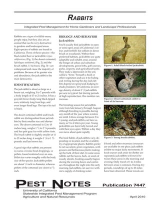 PEST NOTES Publication 7447 
University of California 
Statewide Integrated Pest Management Program 
Agriculture and Natural Resources April 2010 
Rabbits are a type of wildlife many people enjoy, but they also are an animal that can be very destructive to gardens and landscaped areas. Eight species of rabbits are found in California. Three of these species—the black-tailed hare or jackrabbit, Lepus californicus, (Fig. 1), the desert cottontail, Sylvilagus audubonii, (Fig. 2), and the brush rabbit, S. bachmani, (Fig. 3)—are widespread and cause the majority of problems. Because of its greater size and abundance, the jackrabbit is the most destructive. 
IDENTIFICATION 
The jackrabbit is about as large as a house cat, weighing 3 to 7 pounds with a body length of 17 to 21 inches. It has a grayish-brown body, long black-tipped ears, relatively long front legs, and even longer hind legs. The top of its tail is black. 
The desert cottontail rabbit and brush rabbit are distinguished from jackrabbits by their smaller size and shorter ears. The desert cottontail is 12 to 15 inches long, weighs 1 1/2 to 2 3/4 pounds, and has pale gray fur with yellow tints. The brush rabbit is slightly smaller at 11 to 13 inches long; it weighs 1 1/4 to 1 4/5 pounds and has brown fur. 
A good sign that rabbits are present is coarse, circular fecal droppings, or pellets, found scattered over an area. Pellet size varies roughly with the body size of the species. Jackrabbit pellets are about 1/2 inch in diameter, whereas pellets of the cottontail are closer to 1/4 inch. 
BIOLOGY AND BEHAVIOR 
Jackrabbits 
You’ll usually find jackrabbits in open or semi-open areas of California’s valleys and foothills but seldom in dense brush or woodlands. Within their preferred habitats, jackrabbits are quite adaptable and inhabit areas around the fringes of urban and suburban developments, green belts, golf courses, parks, airports, and agricultural lands. They make a depression in the soil, called a “form,” beneath a bush or other vegetation and use it for hiding and resting during the day. Jackrabbits depend on speed and dodging to elude predators. In California an average density of about 1 1/5 jackrabbits per acre is typical, but during periods of high reproduction, this number can increase. 
The breeding season for jackrabbits runs from late January through August, although breeding is possible during any month of the year where winters are mild. Litters average between 2 to 3 young, and jackrabbits can have as many as 5 to 6 litters per year. Young jackrabbits are born fully furred and with their eyes open. Within a day they can move about quite rapidly. 
The food habits of jackrabbits vary, depending on location and the availability of appropriate plants. Rabbits prefer to eat succulent, green vegetation, with grasses and herbaceous plants making up the bulk of their diet. In some areas rabbits eat the leaves, bark, or seeds of woody shrubs. Feeding usually begins during the evening hours and continues throughout the night into the early morning. Jackrabbits can survive without a supply of drinking water. 
If food and other necessary resources are available in one place, jackrabbits exhibit no major daily movements. If food sources and areas for shelter are separated, jackrabbits will move between these areas in the morning and evening. Daily travel of 1 to 2 miles between areas is common. During dry periods, roundtrips of up to 10 miles have been observed. These travels are 
Integrated Pest Management for Home Gardeners and Landscape Professionals 
Rabbits 
Figure 1. Adult black-tailed jackrabbit. 
Figure 2. Desert cottontail rabbit in front of its burrow. 
Figure 3. Young brush rabbits.  