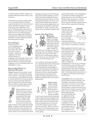 August 2008 Roses: Insect and Mite Pests and Beneficials 
clipping and disposal of spent blooms 
may reduce thrips problems. Control 
with insecticides is difficult because 
materials are mostly effective on early 
developmental stages, which are com-monly 
found within buds or flowers 
where most pesticide applications can-not 
penetrate. It should be noted that 
western flower thrips can have a ben-eficial 
role as a predator of spider mites. 
Insects that May Chew 
Blossoms 
and/or Leaves 
Fuller rose beetle, 
Asynonychus godmani, 
adults chew flowers 
and foliage leaving 
notched or ragged 
edges. Adults are 
(actual 
size) 
pale brown weevils that are about 3/8 
inch long. They are flightless and hide 
during the day, often on the under-sides 
of leaves; feeding takes place at 
night. The larvae are root feeders but 
do not seriously damage roses. 
Low numbers can be ignored; other-wise, 
handpick the beetles off the plant, 
use sticky material on stems, and 
trim branches that create bridges to 
walls and other plants. The adults are 
difficult to control with insecticides 
because they have a long emergence 
period that goes from June to No-vember. 
Parasitic nematodes may be 
helpful if applied to the soil in early to 
midsummer. 
Hoplia beetle, 
Hoplia callipyge, 
is about ¼ inch 
long and chews 
holes mostly in 
the petals of open 
flowers. It is pri-marily 
◆ 2 of 5 ◆ 
a problem 
in the Central Valley from Sacramento 
south to Bakersfield. The hoplia beetle 
prefers feeding on light-colored roses 
(white, pink, apricot, and yellow) but 
does not damage leaves. Larvae are 
root feeders but do not feed on the 
roots of rose plants. There is only one 
generation a year and damage is usu-ally 
confined to a 2- to 4-week period 
in late spring. 
in reducing mite numbers. Releases of 
predator mites have been used in some 
situations. 
If treatment is necessary, spider mites 
can be controlled with insecticidal 
soap, horticultural oil, or neem oil, and 
sprays should be targeted to insure 
coverage on the undersides of the 
leaves. Although spider mites may be 
listed on insecticide labels, most insec-ticides 
are not very effective against 
them and can trigger mite flareups as 
mentioned above. Selective acaricides 
(miticides) are often difficult to find in 
the home garden market. 
Rose leafhopper, 
Edwardsiana rosae, 
causes stippling larger 
than mite stippling 
but tends to be a prob-lem 
only in certain 
localities. Along with 
stippling, cast skins 
and the absence of 
webbing on the underside of leaves are 
good indications that these pests are 
present. Plants can tolerate moderate 
stippling. Use an insecticidal soap if an 
infestation is severe. 
Insects that Distort or 
Discolor Blossoms 
Thrips. Western flower thrips, Frankli-niella 
occidentalis, and Madrone thrips, 
Thrips madronii, cause injury primarily 
to rose flowers, causing blossom petals 
to streak with brown or become distort-ed 
and can be particularly objection-able 
if attacked early at the bud stage. 
The tiny yellow or black thrips insects 
can be found within the blossoms. 
Thrips problems are more 
likely to be severe where 
many rose bushes located 
close together provide a 
continuously blooming 
habitat. Fragrant, light-colored 
or white roses 
are most often attacked 
and can be severely dam-aged. 
Cultivars with sepals that remain 
tightly wrapped around the bud until 
blooms open have fewer problems. In 
most home garden and landscape situ-ations, 
thrips can be tolerated. Frequent 
Adult hoplia beetles can be handpicked 
or infested rose blooms clipped off 
plants. Sprays are not very effective and 
should not be necessary in a garden 
situation. Although there is a resem-blance, 
Japanese beetles, Popillia japonica, 
have not been reported in California. 
Leafcutter bees, 
Megachile spp., cut 
semicircular holes 
in the margins of 
leaves and carry 
leaf material back 
to use in lining 
their nests. Bees are 
important pollinators 
and should not be killed. Tolerate this 
pest as there are no effective controls. 
Rose curculio, Merhynchites spp., is a 
red to black snout weevil about 1/4 inch 
long that prefers yel-low 
and white roses. 
It punches holes in 
flowers and buds 
and may create 
ragged holes in blos-soms 
or kill the de-veloping 
bud. If weevils are numerous, 
terminal shoots may be killed as well. 
Larvae feed within buds, often kill-ing 
them before they open. Handpick 
adults off plants and destroy infested 
buds. A broad-spectrum insecticide can 
be applied to kill adults if the infesta-tion 
is severe. 
Caterpillars such as orange tortrix, 
tussock moth, fruittree leafroller, tent 
caterpillar, and omnivorous looper 
may feed on rose leaves; some of these 
caterpillars may also tie leaves with 
silk. Damage is usually not severe and 
treatment not usually necessary. Hand-pick 
or clip out rolled leaves. Small 
leaf-feeding caterpil-lars 
can be killed with 
an application of the 
microbial insecticides 
Bacillus thuringiensis 
or spinosad. Some 
caterpillars, like the 
tobacco budworm, may 
occasionally bore into 
flower buds. Look for 
the caterpillar or its 
frass inside. Prune out 
(actual 
size) 
(actual 
size) 
(actual 
size) 
(length of bee) 
Pick the size that fits your needs. . . 
(actual 
size) 
(actual 
size) 
 