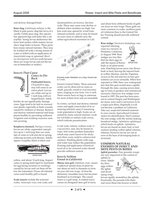 August 2008 Roses: Insect and Mite Pests and Beneficials 
◆ 3 of 5 ◆ 
and destroy damaged buds. 
Rose slug, Endelomyia aethiops, is the 
black to pale green, slug-like larva of a 
sawfly. Unlike pear slug, this species 
has apparent legs and looks like a cat-erpillar. 
Young larvae skeletonize the 
lower leaf surface while mature larvae 
chew large holes in leaves. These pests 
have many natural enemies. They may 
be washed off with a strong stream of 
water or killed with an application of 
insecticidal soap or spinosad. (Bacil-lus 
thuringiensis will not work because 
these are wasp larvae and not the lar-vae 
of butterflies or moths.) 
Insects That Cause 
Canes to Die 
Back 
Flatheaded borers, 
Chrysobothris spp., 
may kill canes or an 
entire plant. Larvae 
are white and up to 
1 inch long with en-larged 
heads. Adult 
beetles do not significantly damage 
roses. Eggs tend to be laid on stressed 
rose plants, especially in bark wounds 
caused by sunburn or disease. Remove 
and destroy infested material and keep 
plants healthy by providing sufficient 
irrigation and avoiding excessive sum-mer 
pruning. 
Raspberry horntail, Hartigia cressoni, 
larvae are white, segmented caterpil-lars 
up to 1 inch long that can cause 
tips of canes to wilt and die in spring, 
reducing second-cycle blooms. Adults 
appear wasplike, black or black and 
yellow, and about 1/2 inch long. Inspect 
canes in spring (mid-April to mid-June) 
for egg laying incisions or swellings 
caused by larvae and cut them off be-low 
the infestation. Prune off infested 
canes until healthy pith is found. 
Scale insects include the armored 
scales, Aulacaspis rosae, rose scale, and 
Quadraspidiotus perniciosus, San Jose 
scale. These may cause cane decline or 
dieback when numbers are high. San 
Jose scale may spread by wind from 
almond orchards, and so may be found 
on roses close to suburbs near the 
urban-agricultural transition in Cali-fornia’s 
Central Valley. These armored 
scales can be observed on canes as 
small, grayish, round to oval encrusta-tions, 
ranging in size from 1/8 to ¼ inch. 
These insects have no legs or antennae 
for most of their lives and are immobile. 
In winter, cut back and destroy infested 
canes and apply insecticidal oil to re-maining 
infested canes if remaining 
scale population is high. Scales are at-tacked 
by many natural enemies. Look 
for exit holes in mature scale covers, 
which indicate parasitization. 
A soft scale, cottony cushion scale, Ic-erya 
purchasi, may also be found on 
roses. Soft scales produce honeydew 
which may cause leaves to be sticky 
and allow sooty mold to colonize leaf 
surfaces. Washing plants with soap 
and water may reduce the population. 
Pruning and application of horticul-tural 
oil as for armored scales should 
provide sufficient control. 
Insects Seldom 
Found in California 
Mossy rose gall, Diplolepis rosae, causes 
a spherical spined mass of plant tis-sue 
about an inch in diameter to form 
on year-old rose twigs. At first the 
deformity resembles moss but becomes 
hardened as it enlarges. The causal 
insect is a gall wasp. A related insect 
causes an elongated stem gall to form, 
and about forty different kinds of galls 
can form on rose twigs. These galls are 
more common in cooler, northern parts 
of California than in the Central Val-ley. 
Pruning should provide sufficient 
control. 
Rose midge, Dasineura rhodophaga, was 
reported infesting 
roses in a nursery in 
Petaluma, California, 
in August 1996. Rose 
midges are tiny flies 
that lay their eggs in-side 
the sepals of flower 
buds or on plant termi-nals. 
Hatching larvae move into flower 
buds to feed, leaving the injured buds 
to wither, blacken, and die. Pupation 
occurs in the soil and two to four gen-erations 
can occur annually. When first 
reported in 1996, there was widespread 
fear that this pest would move rapidly 
through the state, causing severe dam-age 
to roses in gardens and commercial 
nurseries. However, few midges were 
found in 1997. The pest has been pres-ent 
in central Oregon and Washington 
for many years and is not known to be 
a major pest there. Hopefully it will 
not become a problem in California. 
Take any suspected infested material 
to your county Agricultural Commis-sioner 
for identification. Don’t confuse 
the rose midge with the similar looking 
beneficial midge, Aphidoletes aphidimyza, 
which feeds on aphids. Aphidoletes 
larvae are found on stem, bud, or leaf 
surfaces feeding within aphid colonies, 
whereas Dasineura larvae are out of 
view at the base of developing buds in 
terminals. 
COMMON NATURAL 
ENEMIES OF INSECT AND 
MITE PESTS IN ROSES 
Aphid parasites. Tiny parasitic wasps 
are very important in the control of 
aphids in 
roses. Adults 
lay their 
eggs within 
the aphid 
and devel-oping 
wasp 
larvae rapidly immobilize the aphids. 
Eventually, the parasite kills them 
and turns them into bronze or black 
(actual 
size) 
(actual 
size) 
(actual size) 
(actual size) 
Armored scale infestation on a twig. Actual size 
is 1/8 inch. 
 