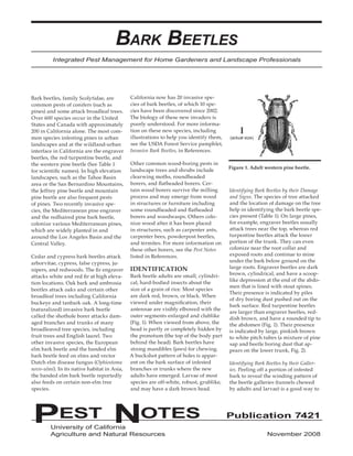 PEST NOTES Publication 7421 
University of California 
Agriculture and Natural Resources November 2008 
Bark Beetles 
Integrated Pest Management for Home Gardeners and Landscape Professionals 
Figure 1. Adult western pine beetle. 
(actual size) 
Bark beetles, family Scolytidae, are common pests of conifers (such as pines) and some attack broadleaf trees. Over 600 species occur in the United States and Canada with approximately 200 in California alone. The most common species infesting pines in urban landscapes and at the wildland-urban interface in California are the engraver beetles, the red turpentine beetle, and the western pine beetle (See Table 1 for scientific names). In high elevation landscapes, such as the Tahoe Basin area or the San Bernardino Mountains, the Jeffrey pine beetle and mountain pine beetle are also frequent pests of pines. Two recently invasive species, the Mediterranean pine engraver and the redhaired pine bark beetle, colonize various Mediterranean pines, which are widely planted in and around the Los Angeles Basin and the Central Valley. 
Cedar and cypress bark beetles attack arborvitae, cypress, false cypress, junipers, and redwoods. The fir engraver attacks white and red fir at high elevation locations. Oak bark and ambrosia beetles attack oaks and certain other broadleaf trees including California buckeye and tanbark oak. A long-time (naturalized) invasive bark beetle called the shothole borer attacks damaged branches and trunks of many broadleaved tree species, including fruit trees and English laurel. Two other invasive species, the European elm bark beetle and the banded elm bark beetle feed on elms and vector Dutch elm disease fungus (Ophiostoma novo-ulmi). In its native habitat in Asia, the banded elm bark beetle reportedly also feeds on certain non-elm tree species. 
California now has 20 invasive species of bark beetles, of which 10 species have been discovered since 2002. The biology of these new invaders is poorly understood. For more information on these new species, including illustrations to help you identify them, see the USDA Forest Service pamphlet, Invasive Bark Beetles, in References. 
Other common wood-boring pests in landscape trees and shrubs include clearwing moths, roundheaded 
borers, and flatheaded borers. Certain wood borers survive the milling process and may emerge from wood in structures or furniture including some roundheaded and flatheaded borers and woodwasps. Others colonize wood after it has been placed in structures, such as carpenter ants, carpenter bees, powderpost beetles, and termites. For more information on these other borers, see the Pest Notes listed in References. 
IDENTIFICATION 
Bark beetle adults are small, cylindrical, hard-bodied insects about the size of a grain of rice. Most species are dark red, brown, or black. When viewed under magnification, their antennae are visibly elbowed with the outer segments enlarged and clublike (Fig. 1). When viewed from above, the head is partly or completely hidden by the pronotum (the top of the body part behind the head). Bark beetles have strong mandibles (jaws) for chewing. A buckshot pattern of holes is apparent on the bark surface of infested branches or trunks where the new adults have emerged. Larvae of most species are off-white, robust, grublike, and may have a dark brown head. 
Identifying Bark Beetles by their Damage and Signs. The species of tree attacked and the location of damage on the tree help in identifying the bark beetle species present (Table 1). On large pines, for example, engraver beetles usually attack trees near the top, whereas red turpentine beetles attack the lower portion of the trunk. They can even colonize near the root collar and exposed roots and continue to mine under the bark below ground on the large roots. Engraver beetles are dark brown, cylindrical, and have a scooplike depression at the end of the abdomen that is lined with stout spines. Their presence is indicated by piles of dry boring dust pushed out on the bark surface. Red turpentine beetles are larger than engraver beetles, reddish brown, and have a rounded tip to the abdomen (Fig. 1). Their presence is indicated by large, pinkish brown to white pitch tubes (a mixture of pine sap and beetle boring dust that appears on the lower trunk, Fig. 2). 
Identifying Bark Beetles by their Galleries. Peeling off a portion of infested bark to reveal the winding pattern of the beetle galleries (tunnels chewed by adults and larvae) is a good way to  