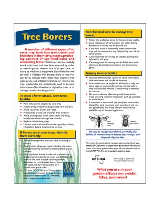 Nonchemical ways to manage tree 
borers: 
✦ Follow the guidelines above for keeping trees healthy. 
✦ Local infestations of bark beetles and other boring 
beetles on branches may be pruned out. 
✦ If the main trunk is extensively bored, remove the 
tree and focus on protecting neighboring trees of the 
same species. 
✦ Clearwing moth larvae may be killed by probing tun-nels 
with a stiff wire. 
✦ Clearwing moth larvae may also be killed with appli-cations 
of beneficial nematodes in the Steinernema 
adult 
clearwing 
moth 
Be sure to read product labels carefully and 
follow all instructions on proper use, storage, and 
disposal of pesticides. 
For more information about managing pests, contact your Uni-versity 
of California Cooperative Extension office listed 
under the county government pages of your phone book or 
the UCIPM Web Site at www.ipm.ucdavis.edu. 
University of California 
Cooperative Extension 
What you use in your 
garden affects our creeks, 
lakes, and rivers! 
genus. 
Turning to insecticides: 
✦ Seriously affected trees cannot be saved with insecti-cide 
treatments and should be removed. 
✦ Insecticides must be applied to kill adults as they are 
laying eggs on trunks and branches of trees before 
they are seriously infested. Careful timing is essential 
for success. 
✦ No insecticides are effective against larvae within 
trees, including systemic insecticides such as acephate 
or imidacloprid. 
✦ If treatment is warranted, use persistent insecticides 
labeled for bark treatment such as carbaryl and cer-tain 
pyrethroids. The most effective materials are 
available only to licensed applicators. 
Tree Borers 
A number of different types of in-sects 
may bore into tree trunks and 
branches in their larval stages, produc-ing 
sawdust or sap-filled holes and 
weakening trees. Most borers can successfully 
attack only trees that have been stressed by under 
or over-irrigation, disease, lack of proper care, or 
injury by mechanical equipment. Usually by the time 
the tree is infested with borers, there is little you 
can do to manage them other than improve tree 
vigor, prune out infested branches, or remove the 
tree. Insecticides are occasionally used to prevent 
infestations of bark beetles on high-value trees or to 
manage certain clearwing moths. 
To avoid a borer attack, keep trees 
healthy: 
✦ Plant only species adapted to your area. 
✦ Irrigate trees properly and separately from the lawn. 
✦ Avoid injuries to trunks and roots. 
✦ Protect tree trunks and branches from sunburn. 
✦ Avoid pruning trees when borer adults are flying, 
usually late winter through late summer. 
✦ Replace old declining trees. 
✦ Monitor tree trunks and branches regularly to detect 
infestations before they become serious. 
If borers are in your trees, identify 
them correctly: 
✦ Effective management practices vary according to 
species. 
✦ Confirmation of species requires finding the insect, 
although knowing symptoms and host plant species 
can help. 
✦ Many tiny holes in tree trunks and branches may 
indicate bark beetles; larger open tunnels filled with 
sawdust-like frass indicate clearwing moths; 
flatheaded or roundheaded borers leave 
wet spots and dark stains and D-or 0- 
shaped emergence holes. 
✦ Call your UCCE office or County Agri-cultural 
Commissioner for help in iden-tification 
or refer to the UC IPM Web 
site at www.ipm.ucdavis.edu 
western 
pine beetle 
