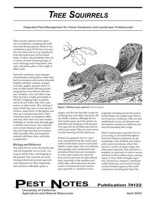 PEST NOTES Publication 74122 
University of California 
Agriculture and Natural Resources April 2005 
TREE SQUIRRELS 
Integrated Pest Management for Home Gardeners and Landscape Professionals 
There are four species of tree squirrels in California, excluding the small nocturnal flying squirrel, which is not considered a pest. Of the four, two species are native and two are introduced from the eastern part of the United States. In their natural habitats they eat a variety of foods including fungi, insects, bird eggs and young birds, pine nuts, and acorns, plus a wide range of other seeds. 
Squirrels sometimes cause damage around homes and gardens, where they feed on immature and mature almonds, English and black walnuts, oranges, avocados, apples, apricots, and a variety of other plants. During ground foraging they may feed on strawberries, tomatoes, corn, and other crops. They also have a habit, principally in the fall, of digging holes in garden soil or in turf, where they bury nuts, acorns, or other seeds. This caching of food, which they may or may not ever retrieve, raises havoc in the garden and tears up a well-groomed lawn. They sometimes gnaw on telephone cables and may chew their way into wooden buildings or invade attics through gaps or broken vent screens. Tree squirrels carry certain diseases such as tularemia and ringworm that are transmissible to people. They are frequently infested with fleas, mites, and other ectoparasites. 
Biology and Behavior 
Tree squirrels are active during the day and are frequently seen in trees, running on utility lines, and foraging on the ground. Tree squirrels are easily distinguished from ground squirrels and chipmunks by their long bushy tails and lack of flecklike spots or stripes, and the fact that they escape by climbing trees and other structures. All are chiefly arboreal, although the fox and western grey squirrels spend considerable time foraging on the ground. Tree squirrels do not hibernate and are active year-round. They are most active in early morning and late afternoon. 
Eastern fox squirrels (Sciurus niger) were introduced from the eastern part of the United States and are well established in most major cities of California. Some people enjoy seeing them and introduced them into new territories. In some cities eastern fox squirrels have moved outward into agricultural land, especially in the southern part of the state, where they have become a pest of commercial crops. Eastern grey squirrels (S. carolinensis) were originally introduced from the eastern United States into Golden Gate Park in San Francisco, California. They are also established in areas of Calaveras and San Joaquin counties in California and may be expanding their range. 
Native western grey squirrels (Sciurus griseus) (Fig. 1) are found throughout much of California, primarily in oak woodlands of the foothills and valleys and in pine/oak forests, where they feed on a variety of seeds, fungi, and other plant materials. They also have a tendency to strip bark in order to access and feed on the cambium layer, causing injury to trees. Native Douglas squirrels (Tamiasciurus douglasii), sometimes called chickarees, are found in mostly conifer-forested regions of the north coastal area and along the Sierra NeFigure 
1. Western grey squirrel, Sciurus griseus  