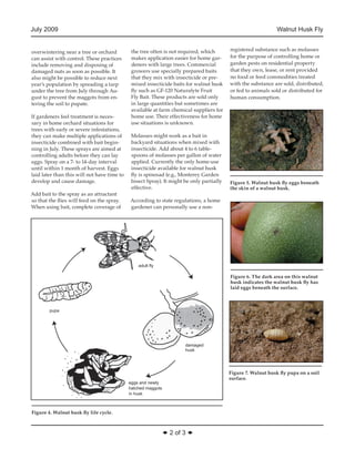 Walnut Husk Fly Integrated Pest Management | PDF