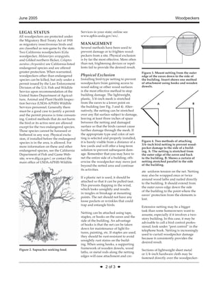 June 2005 Woodpeckers 
◆ 2 of 3 ◆ 
LEGAL STATUS 
All woodpeckers are protected under 
the Migratory Bird Treaty Act of 1918 
as migratory insectivorous birds and 
are classifi ed as non-game by the state. 
Two California woodpeckers (Gila 
woodpecker, Melanerpes uropygialis, 
and Gilded northern fl icker, Colaptes 
auratus chrysoides) are California-listed 
endangered species and are offered 
greater protection. When warranted, 
woodpeckers other than endangered 
species can be killed, but only under a 
permit issued by the Law Enforcement 
Division of the U.S. Fish and Wildlife 
Service upon recommendation of the 
United States Department of Agricul-ture, 
Animal and Plant Health Inspec-tion 
Service (USDA-APHIS) Wildlife 
Services personnel. Generally there 
must be a good case to justify a permit 
and the permit process is time consum-ing. 
Control methods that do not harm 
the bird or its active nest are allowed 
except for the two endangered species. 
Those species cannot be harassed or 
bothered in any way. Physical exclu-sion, 
if installed before the endangered 
species is in the area, is allowed. For 
more information on these and other 
endangered species, see the California 
Department of Fish and Game Web-site, 
www.dfg.ca.gov/; or contact the 
main offi ce of USDA-APHIS Wildlife 
Services in your state; online see 
www.aphis.usda.gov/ws/. 
MANAGEMENT 
Several methods have been used to 
prevent damage or to frighten wood-peckers 
from a site. Physical exclusion 
is by far the most effective. More often 
than not, frightening devices or repel-lents 
fail to provide the desired result. 
Physical Exclusion 
Installing bird-type netting to prevent 
woodpeckers from gaining access to 
wood siding or other wood surfaces 
is the most effective method to stop 
building damage. The lightweight, 
plastic, 3/4–inch mesh is stretched 
from the eaves to a lower point on 
the building (see Fig. 3 and 4). Alter-natively, 
the netting can be stretched 
over any fl at surface subject to damage, 
leaving at least three inches of space 
between the netting and damaged 
surface so that the birds cannot cause 
further damage through the mesh. If 
the appropriate type and color of net-ting 
is selected and properly installed, 
it is barely visible from a distance of a 
few yards and will offer a long-term 
solution to prevent subsequent dam-age. 
Remember that you may have to 
net the entire side of a building; oth-erwise 
the woodpecker may move just 
beyond the netted area and continue 
its activities. 
If a plastic net is used, it should be 
attached so that it can be pulled taut. 
This prevents fl apping in the wind, 
which looks unsightly and results 
in tangles or breakage at mounting 
points. The net should not have any 
loose pockets or wrinkles that could 
trap and entangle birds. 
Netting can be attached using tape, 
staples, or hooks on the eaves and the 
side of the building. An advantage 
of hooks is that the net can be taken 
down for maintenance of light fi x-tures, 
painting, etc. If staples are used, 
they should be rust-resistant to avoid 
unsightly rust stains on the build-ing. 
When using hooks, a supporting 
framework of wooden dowels, wood 
laths, or metal rods along the netting 
edges will ease attachment and cre-ate 
uniform tension on the net. Netting 
may also be wrapped once or twice 
around wood laths and nailed directly 
to the building. It should extend from 
the outer eaves edge down the side 
of the building to the point where the 
eaves’ protection from the elements is 
lost. 
Extensive netting may be a bigger 
task than some homeowners want to 
assume, especially if it involves a two-story 
building. In this case, it may be 
advisable to call a bird control profes-sional; 
look under “pest control” in the 
telephone book. Netting is increasingly 
used to curtail woodpecker damage 
because it consistently provides the 
desired result. 
Sections of lightweight sheet metal 
or 1/4–inch hardware cloth may be 
fastened directly over the woodpecker- 
Figure 2. Sapsucker seeking food. 
Figure 3. Mount netting from the outer 
edge of the eaves down to the side of 
the building. Insert shows one method 
of attachment using hooks and wooden 
dowels. 
Figure 4. Two methods of attaching 
3/4–inch bird netting to prevent wood-pecker 
damage to the side of a build-ing. 
A: The netting is stretched from 
the outer edge of the eaves and back 
to the building. B: Shows a curtain of 
netting stretched parallel to the side 
of the building. 
 