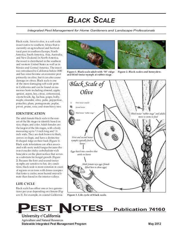 Black Scale Integrated Pest Management