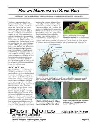 Brown Marmorated Stink Bug 
Integrated Pest Management for Landscape Professionals and Home Gardeners 
The brown marmorated stink bug 
(Halyomorpha halys) or BMSB is native 
to Eastern Asia, mainly China, Korea, 
Japan, and Taiwan. The first report 
of this species in the United States 
occurred in Pennsylvania in 2001, al-though 
it is likely to have established 
as early as 1996. It has been found in 
at least 40 states, either as reproducing 
populations or single sightings; and the 
list of states with official sightings has 
grown each year. The brown marmorat-ed 
stink bug was first found in Oregon 
in 2004 and has spread through many 
parts of that state and into Washington. 
In California a reproducing popula-tion 
was first found in Pasadena and 
San Marino (Los Angeles County) in 
2006, and it has since been detected in 
many other parts of California. In 2013, 
large reproducing populations were 
discovered in Sacramento and Yuba 
City. As BMSB expands its range on the 
West Coast, it will likely continue to be 
found first in urban areas. 
IDENTIFICATION 
The adult BMSB is a typically-shaped 
stink bug, about 5/8 inch long, and 
marbled brown. It can be distinguished 
from other stink bugs of comparable 
size and color by the following charac-teristics: 
the antennae have two white 
bands; the forward edge of the head 
is blunt; the margin of the shoulder 
(thorax) is smooth; the legs are marbled 
brown with faint white bands; the 
membranous parts of the forewings 
have dark bands at the tip; and a 
banded abdominal edge is visible to 
the side of the wings (Figure 1). BMSB 
is commonly mistaken for other stink 
bugs, especially the rough stink bug, 
Brochymena sulcata, due to its similar size 
and brownish color. The rough stink 
bug has a rough shoulder margin, the 
forward edge of the head is extended 
with two points, and there are no white 
bands on the antennae, although there 
are tiny light-colored striations where 
the antennae segments join (Figure 2). 
The consperse stink bug, Euschistus con-spersus, 
has banded abdomen edges like 
BMSB but no bands on its antennae, and 
the legs have distinct dark spots rather 
than marbled markings and white 
bands; it is also a little smaller with a 
length of about 1/2 inch (Figure 3). 
Figure 1. Adult (left) and late-stage 
nymph (right) of BMSB. 
(S. Ausmus, USDA) 
Eggs are barrel shaped, white to pale green, and laid in clusters on leaves (Figure 
4). Nymphs shed their outer skin (molt) as they progress through five stages or 
Figure 2. The rough stink bug (left) can be confused with the brown marmorated 
stink bug (right) but the top edge of its thorax (or “shoulder”) is toothed and its 
antennae are not banded. 
(C. Hedstrom, Oregon State Univ.) 
Figure 3. The consperse stink bug, , 
has bands on its abdomen, no banding 
on its antennae or legs, and is slightly 
smaller than BMSB. 
Figure 4. Egg mass (hatched) laid on the 
underside of a Chinese pistache leaf. 
(J.K. Clark, UCIPM) (C. Ingels, UCCE, Sacramento) 
PEST NOTES Publication 74169 
Statewide Integrated Pest Management Program May 2014 
 