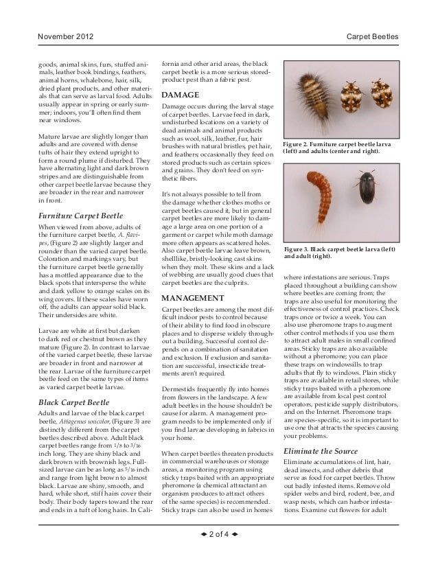 Carpet Beetles Integrated Pest Management 2 November 2017 Carpet Beetles