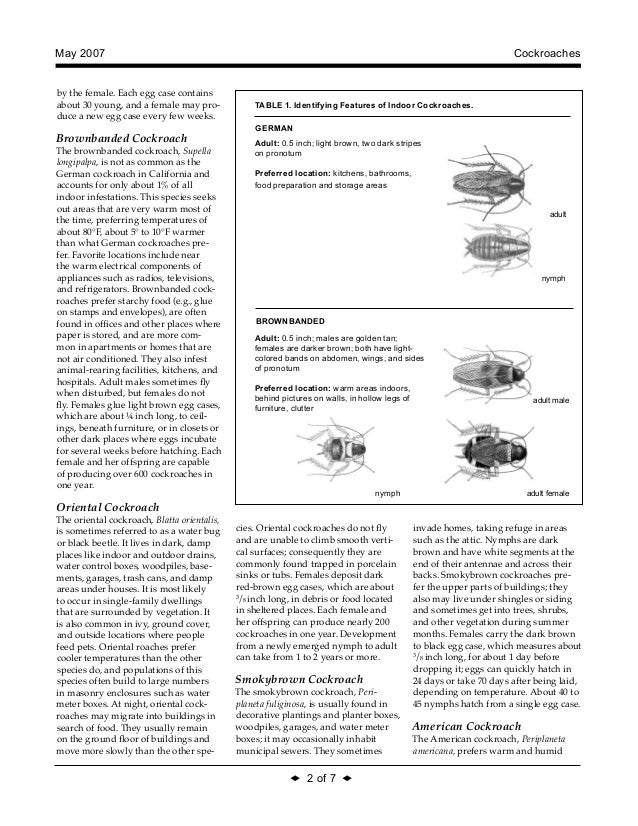 Cockroaches Integrated Pest Management