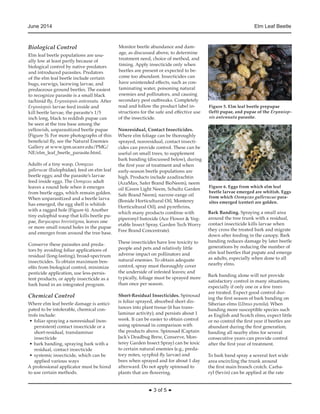 June 2014 Elm Leaf Beetle 
◆ 3 of 5 ◆ 
Biological Control 
Elm leaf beetle populations are usu-ally 
low at least partly because of 
biological control by native predators 
and introduced parasites. Predators 
of the elm leaf beetle include certain 
bugs, earwigs, lacewing larvae, and 
predaceous ground beetles. The easiest 
to recognize parasite is a small black 
tachinid fly, Erynniopsis antennata. After 
Erynniopsis larvae feed inside and 
kill beetle larvae, the parasite’s 1/5 
inch long, black to reddish pupae can 
be seen at the tree base among the 
yellowish, unparasitized beetle pupae 
(Figure 5). For more photographs of this 
beneficial fly, see the Natural Enemies 
Gallery at www.ipm.ucanr.edu/PMG/ 
NE/elm_leaf_beetle_parasite.html. 
Adults of a tiny wasp, Oomyzus 
gallerucae (Eulophidae), feed on elm leaf 
beetle eggs; and the parasite’s larvae 
feed inside eggs. The Oomyzus adult 
leaves a round hole when it emerges 
from beetle eggs, which remain golden. 
When unparasitized and a beetle larva 
has emerged, the egg shell is whitish 
with a ragged hole (Figure 6). Another 
tiny eulophid wasp that kills beetle pu-pae, 
Baryscapus brevistigma, leaves one 
or more small round holes in the pupae 
and emerges from around the tree base. 
Conserve these parasites and preda-tors 
by avoiding foliar applications of 
residual (long-lasting), broad-spectrum 
insecticides. To obtain maximum ben-efits 
from biological control, minimize 
pesticide application, use less-persis-tent 
products, or apply insecticide as a 
bark band in an integrated program. 
Chemical Control 
Where elm leaf beetle damage is antici-pated 
to be intolerable, chemical con-trols 
include: 
• foliar spraying a nonresidual (non-persistent) 
contact insecticide or a 
short-residual, translaminar 
insecticide 
• bark banding, spraying bark with a 
residual, contact insecticide 
• systemic insecticide, which can be 
applied various ways 
A professional applicator must be hired 
to use certain methods. 
Monitor beetle abundance and dam-age, 
as discussed above, to determine 
treatment need, choice of method, and 
timing. Apply insecticide only when 
beetles are present or expected to be-come 
too abundant. Insecticides can 
have unintended effects, such as con-taminating 
water, poisoning natural 
enemies and pollinators, and causing 
secondary pest outbreaks. Completely 
read and follow the product label in-structions 
for the safe and effective use 
of the insecticide. 
Nonresidual, Contact Insecticides. 
Where elm foliage can be thoroughly 
sprayed, nonresidual, contact insecti-cides 
can provide control. These can be 
useful on small trees, to supplement 
bark banding (discussed below), during 
the first year of treatment and when 
early-season beetle populations are 
high. Products include azadirachtin 
(AzaMax, Safer Brand BioNeem), neem 
oil (Green Light Neem, Schultz Garden 
Safe Brand Neem), narrow-range oil 
(Bonide Horticultural Oil, Monterey 
Horticultural Oil), and pyrethrins, 
which many products combine with 
piperonyl butoxide (Ace Flower & Veg-etable 
Insect Spray, Garden Tech Worry 
Free Brand Concentrate). 
These insecticides have low toxicity to 
people and pets and relatively little 
adverse impact on pollinators and 
natural enemies. To obtain adequate 
control, spray must thoroughly cover 
the underside of infested leaves; and 
typically, foliage must be sprayed more 
than once per season. 
Short-Residual Insecticides. Spinosad 
is foliar sprayed, absorbed short dis-tances 
into plant tissue (it has trans-laminar 
activity), and persists about 1 
week. It can be easier to obtain control 
using spinosad in comparison with 
the products above. Spinosad (Captain 
Jack’s Deadbug Brew, Conserve, Mon-terey 
Garden Insect Spray) can be toxic 
to certain natural enemies (e.g., preda-tory 
mites, syrphid fly larvae) and 
bees when sprayed and for about 1 day 
afterward. Do not apply spinosad to 
plants that are flowering. 
Figure 5. Elm leaf beetle prepupae 
(left) pupae, and pupae of the Erynniop-sis 
antennata parasite. 
Figure 6. Eggs from which elm leaf 
beetle larvae emerged are whitish. Eggs 
from which Oomyzus gallerucae para-sites 
emerged (center) are golden. 
Bark Banding. Spraying a small area 
around the tree trunk with a residual, 
contact insecticide kills larvae when 
they cross the treated bark and migrate 
down after feeding in the canopy. Bark 
banding reduces damage by later beetle 
generations by reducing the number of 
elm leaf beetles that pupate and emerge 
as adults, especially when done to all 
nearby elms. 
Bark banding alone will not provide 
satisfactory control in many situations, 
especially if only one or a few trees 
are treated. Expect good control dur-ing 
the first season of bark banding on 
Siberian elms (Ulmus pumila). When 
banding more susceptible species such 
as English and Scotch elms, expect little 
or no control the first year if beetles are 
abundant during the first generation; 
banding all nearby elms for several 
consecutive years can provide control 
after the first year of treatment. 
To bark band spray a several feet wide 
area encircling the trunk around 
the first main branch crotch. Carba-ryl 
(Sevin) can be applied at the rate 
 