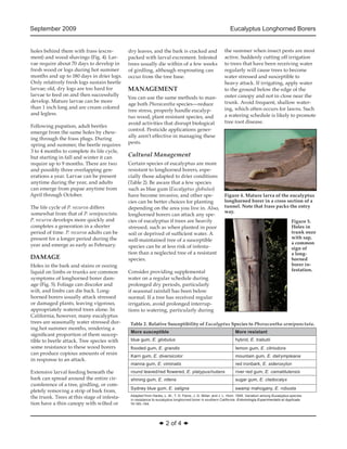 September 2009 Eucalyptus Longhorned Borers 
◆ 2 of 4 ◆ 
dry leaves, and the bark is cracked and 
packed with larval excrement. Infested 
trees usually die within of a few weeks 
of girdling, although resprouting can 
occur from the tree base. 
MANAGEMENT 
You can use the same methods to man-age 
both Phoracantha species—reduce 
tree stress, properly handle eucalyp-tus 
wood, plant resistant species, and 
avoid activities that disrupt biological 
control. Pesticide applications gener-ally 
aren’t effective in managing these 
pests. 
Cultural Management 
Certain species of eucalyptus are more 
resistant to longhorned borers, espe-cially 
those adapted to drier conditions 
(Table 2). Be aware that a few species 
such as blue gum (Eucalyptus globulus) 
have become invasive, and other spe-cies 
can be better choices for planting 
depending on the area you live in. Also, 
longhorned borers can attack any spe-cies 
of eucalyptus if trees are heavily 
stressed, such as when planted in poor 
soil or deprived of sufficient water. A 
well-maintained tree of a susceptible 
species can be at less risk of infesta-tion 
than a neglected tree of a resistant 
species. 
Consider providing supplemental 
water on a regular schedule during 
prolonged dry periods, particularly 
if seasonal rainfall has been below 
normal. If a tree has received regular 
irrigation, avoid prolonged interrup-tions 
to watering, particularly during 
holes behind them with frass (excre-ment) 
and wood shavings (Fig. 4). Lar-vae 
require about 70 days to develop in 
fresh wood or logs during hot summer 
months and up to 180 days in drier logs. 
Only relatively fresh logs sustain beetle 
larvae; old, dry logs are too hard for 
larvae to feed on and then successfully 
develop. Mature larvae can be more 
than 1 inch long and are cream colored 
and legless. 
Following pupation, adult beetles 
emerge from the same holes by chew-ing 
through the frass plugs. During 
spring and summer, the beetle requires 
3 to 4 months to complete its life cycle, 
but starting in fall and winter it can 
require up to 9 months. There are two 
and possibly three overlapping gen-erations 
a year. Larvae can be present 
anytime during the year, and adults 
can emerge from pupae anytime from 
April through October. 
The life cycle of P. recurva differs 
somewhat from that of P. semipunctata. 
P. recurva develops more quickly and 
completes a generation in a shorter 
period of time. P. recurva adults can be 
present for a longer period during the 
year and emerge as early as February. 
DAMAGE 
Holes in the bark and stains or oozing 
liquid on limbs or trunks are common 
symptoms of longhorned borer dam-age 
(Fig. 5). Foliage can discolor and 
wilt, and limbs can die back. Long-horned 
borers usually attack stressed 
or damaged plants, leaving vigorous, 
appropriately watered trees alone. In 
California, however, many eucalyptus 
trees are seasonally water stressed dur-ing 
hot summer months, rendering a 
significant proportion of them suscep-tible 
to beetle attack. Tree species with 
some resistance to these wood borers 
can produce copious amounts of resin 
in response to an attack. 
Extensive larval feeding beneath the 
bark can spread around the entire cir-cumference 
of a tree, girdling, or com-pletely 
removing a strip of bark from, 
the trunk. Trees at this stage of infesta-tion 
have a thin canopy with wilted or 
Table 2. Relative Susceptibility of Eucalyptus Species to Phoracantha semipunctata. 
More susceptible More resistant 
blue gum, E. globulus hybrid, E. trabutii 
flooded gum, E. grandis lemon gum, E. citriodora 
Karri gum, E. diversicolor mountain gum, E. dalrympleana 
manna gum, E. viminalis red ironbark, E. sideroxylon 
round leaved/red flowered, E. platypus/nutans river red gum, E. camaldulensis 
shining gum, E. nitens sugar gum, E. cladocalyx 
Sydney blue gum, E. saligna swamp mahogany, E. robusta 
Adapted from Hanks, L. M., T. D. Paine, J. G. Millar, and J. L. Hom. 1995. Variation among Eucalyptus species 
in resistance to eucalyptus longhorned borer in southern California. Entomologia Experimentalis et Applicata. 
74:185–194. 
Figure 4. Mature larva of the eucalyptus 
longhorned borer in a cross section of a 
tunnel. Note that frass packs the entry 
way. 
Figure 5. 
Holes in 
trunk ooze 
with sap, 
a common 
sign of 
a long-horned 
borer in-festation. 
the summer when insect pests are most 
active. Suddenly cutting off irrigation 
to trees that have been receiving water 
regularly will cause trees to become 
water stressed and susceptible to 
heavy attack. If irrigating, apply water 
to the ground below the edge of the 
outer canopy and not in close near the 
trunk. Avoid frequent, shallow water-ing, 
which often occurs for lawns. Such 
a watering schedule is likely to promote 
tree root disease. 
 