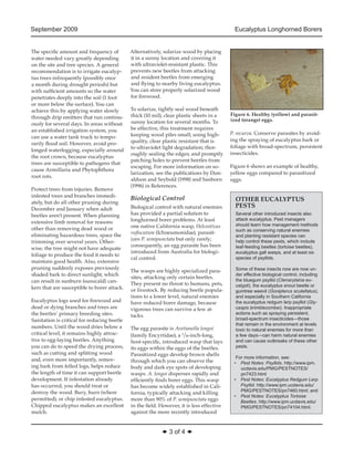 September 2009 Eucalyptus Longhorned Borers 
◆ 3 of 4 ◆ 
The specific amount and frequency of 
water needed vary greatly depending 
on the site and tree species. A general 
recommendation is to irrigate eucalyp-tus 
trees infrequently (possibly once 
a month during drought periods) but 
with sufficient amounts so the water 
penetrates deeply into the soil (1 foot 
or more below the surface). You can 
achieve this by applying water slowly 
through drip emitters that run continu-ously 
for several days. In areas without 
an established irrigation system, you 
can use a water tank truck to tempo-rarily 
flood soil. However, avoid pro-longed 
waterlogging, especially around 
the root crown, because eucalyptus 
trees are susceptible to pathogens that 
cause Armillaria and Phytophthora 
root rots. 
Protect trees from injuries. Remove 
infested trees and branches immedi-ately, 
but do all other pruning during 
December and January when adult 
beetles aren’t present. When planning 
extensive limb removal for reasons 
other than removing dead wood or 
eliminating hazardous trees, space the 
trimming over several years. Other-wise, 
the tree might not have adequate 
foliage to produce the food it needs to 
maintain good health. Also, extensive 
pruning suddenly exposes previously 
shaded bark to direct sunlight, which 
can result in sunburn (sunscald) can-kers 
that are susceptible to borer attack. 
Eucalyptus logs used for firewood and 
dead or dying branches and trees are 
the beetles’ primary breeding sites. 
Sanitation is critical for reducing beetle 
numbers. Until the wood dries below a 
critical level, it remains highly attrac-tive 
to egg-laying beetles. Anything 
you can do to speed the drying process, 
such as cutting and splitting wood 
and, even more importantly, remov-ing 
bark from felled logs, helps reduce 
the length of time it can support beetle 
development. If infestation already 
has occurred, you should treat or 
destroy the wood. Bury, burn (where 
permitted), or chip infested eucalyptus. 
Chipped eucalyptus makes an excellent 
mulch. 
Alternatively, solarize wood by placing 
it in a sunny location and covering it 
with ultraviolet-resistant plastic. This 
prevents new beetles from attacking 
and resident beetles from emerging 
and flying to nearby living eucalyptus. 
You can store properly solarized wood 
for firewood. 
To solarize, tightly seal wood beneath 
thick (10 mil), clear plastic sheets in a 
sunny location for several months. To 
be effective, this treatment requires 
keeping wood piles small; using high-quality, 
clear plastic resistant that is 
to ultraviolet light degradation; thor-oughly 
sealing the edges; and promptly 
patching holes to prevent beetles from 
escaping. For more information on so-larization, 
see the publications by Don-aldson 
and Seybold (1998) and Sanborn 
(1996) in References. 
Biological Control 
Biological control with natural enemies 
has provided a partial solution to 
longhorned borer problems. At least 
one native California wasp, Helcostizus 
rufiscutum (Ichneumonidae), parasit-izes 
P. semipunctata but only rarely; 
consequently, an egg parasite has been 
introduced from Australia for biologi-cal 
control. 
The wasps are highly specialized para-sites, 
attacking only certain beetles. 
They present no threat to humans, pets, 
or livestock. By reducing beetle popula-tions 
to a lower level, natural enemies 
have reduced borer damage, because 
vigorous trees can survive a few at-tacks. 
The egg parasite is Avetianella longoi 
(family Encyrtidae), a 1/16-inch-long, 
host-specific, introduced wasp that lays 
its eggs within the eggs of the beetles. 
Parasitized eggs develop brown shells 
through which you can observe the 
body and dark eye spots of developing 
wasps. A. longoi disperses rapidly and 
efficiently finds borer eggs. This wasp 
has become widely established in Cali-fornia, 
typically attacking and killing 
more than 90% of P. semipunctata eggs 
in the field. However, it is less effective 
against the more recently introduced 
OTHER EUCALYPTUS 
PESTS 
Several other introduced insects also 
attack eucalyptus. Pest managers 
should learn how management methods 
such as conserving natural enemies 
and planting resistant species can 
help control these pests, which include 
leaf-feeding beetles (tortoise beetles), 
eucalyptus gall wasps, and at least six 
species of psyllids. 
Some of these insects now are now un-der 
effective biological control, including 
the bluegum psyllid (Ctenarytaina eu-calypti), 
the eucalyptus snout beetle or 
gumtree weevil (Gonipterus scutellatus), 
and especially in Southern California 
the eucalyptus redgum lerp psyllid (Gly-caspis 
brimblecombei). Inappropriate 
actions such as spraying persistent, 
broad-spectrum insecticides—those 
that remain in the environment at levels 
toxic to natural enemies for more than 
a few days—can harm natural enemies 
and can cause outbreaks of these other 
pests. 
For more information, see: 
• Pest Notes: Psyllids. http://www.ipm. 
ucdavis.edu/PMG/PESTNOTES/ 
pn7423.html 
• Pest Notes: Eucalyptus Redgum Lerp 
Psyllid. http://www.ipm.ucdavis.edu/ 
PMG/PESTNOTES/pn7460.html; and 
• Pest Notes: Eucalyptus Tortoise 
Beetles. http://www.ipm.ucdavis.edu/ 
PMG/PESTNOTES/pn74104.html. 
Figure 6. Healthy (yellow) and parasit-ized 
(orange) eggs. 
P. recurva. Conserve parasites by avoid-ing 
the spraying of eucalyptus bark or 
foliage with broad-spectrum, persistent 
insecticides. 
Figure 6 shows an example of healthy, 
yellow eggs compared to parasitized 
eggs. 
 